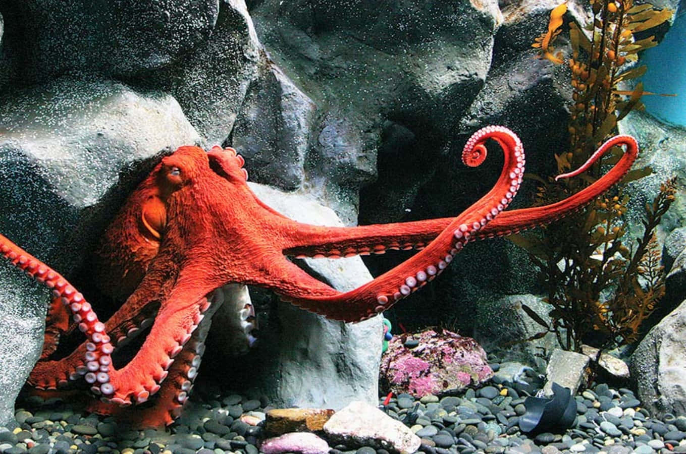 Giant Pacific Octopus, rocky underwater scene, colorful pebbles, HD Desktop Wallpaper