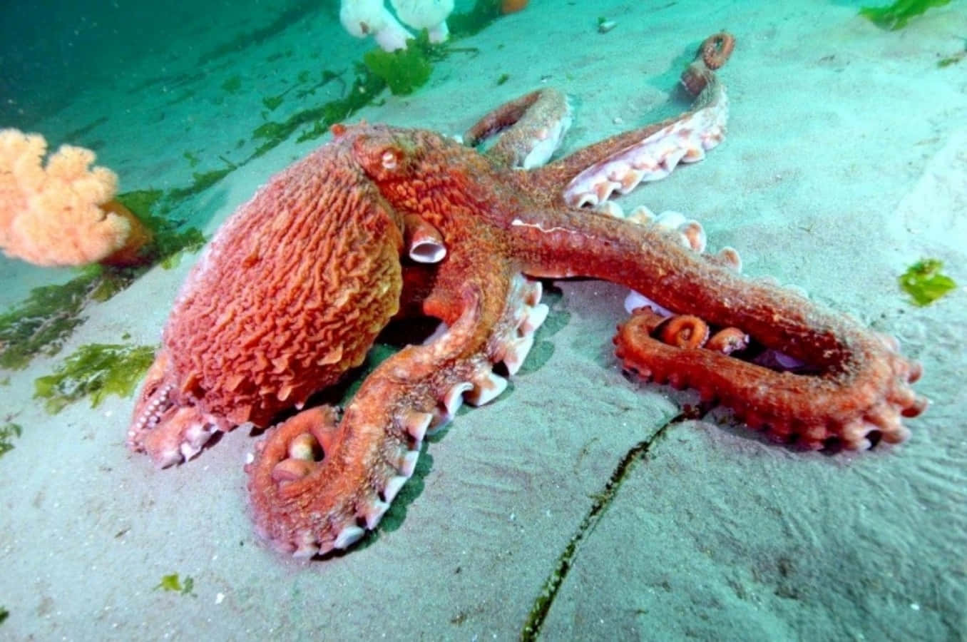 Giant Pacific Octopus, vibrant red, sandy ocean floor, HD Desktop Wallpaper