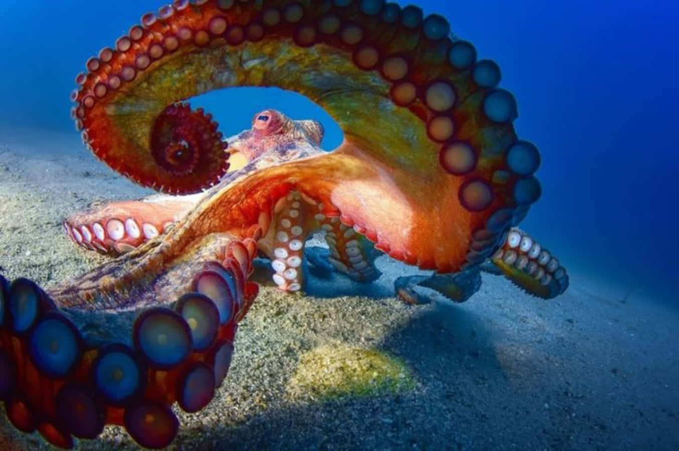 Giant Pacific Octopus, vibrant orange, sandy ocean floor, HD Desktop Wallpaper