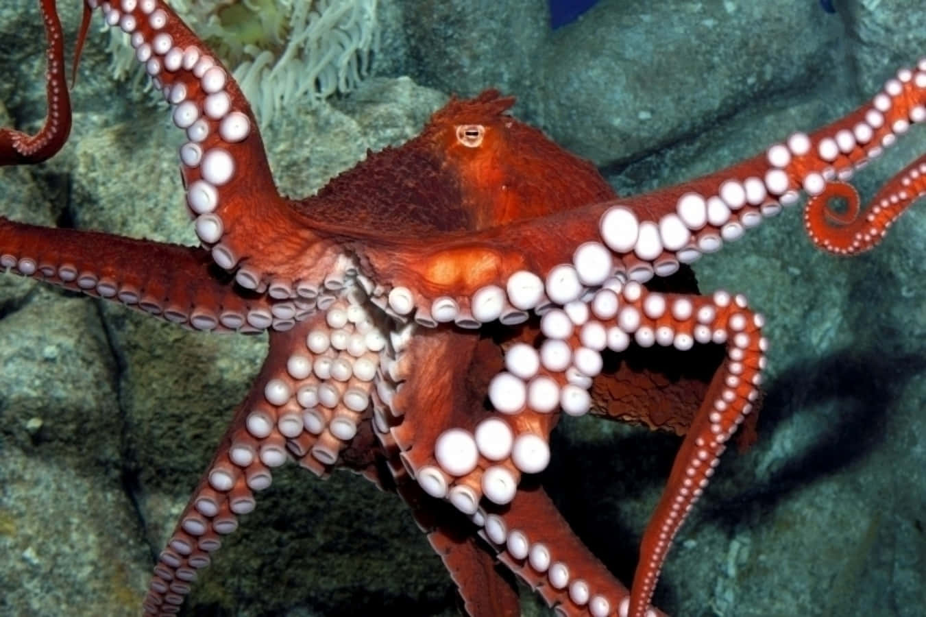 Giant Pacific Octopus, red, white suction cups, HD Desktop Wallpaper