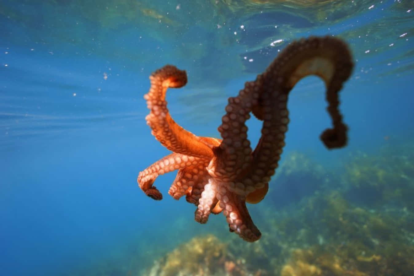 Giant Pacific Octopus, orange, underwater, HD Desktop Wallpaper