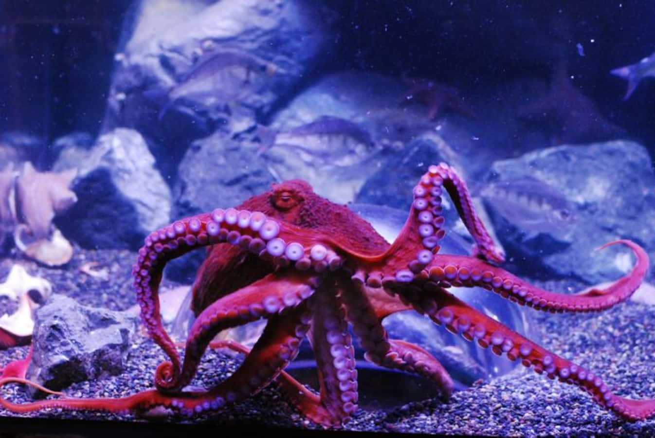 Giant Pacific Octopus, vivid red, purple suction cups, HD Desktop Wallpaper