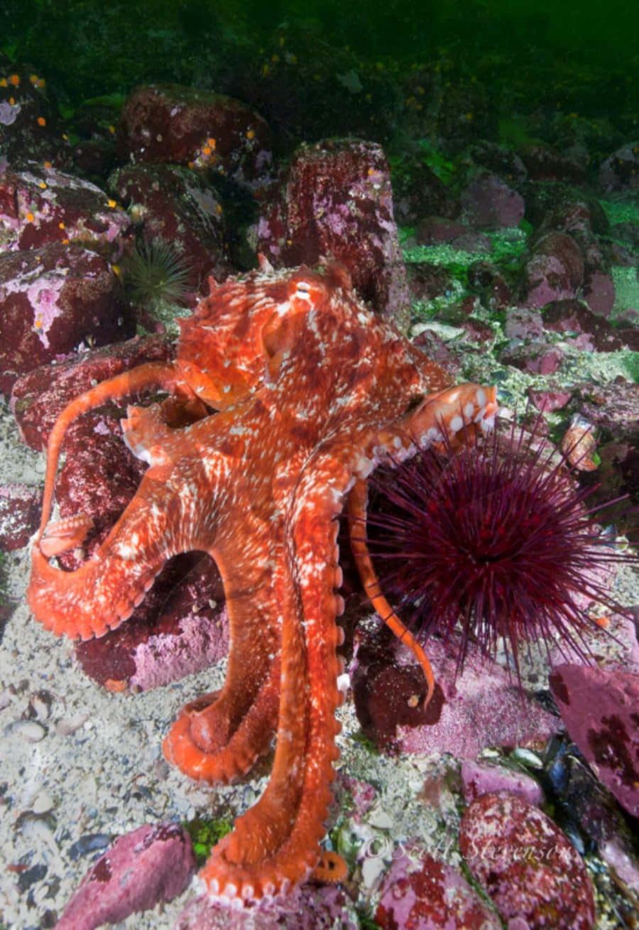 Giant Pacific Octopus, vivid orange, white speckles, HD Phone Wallpaper