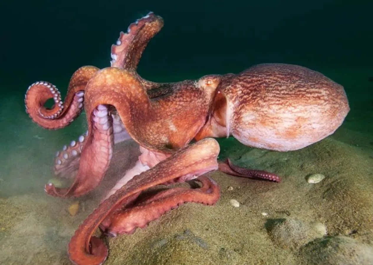 Giant Pacific Octopus, reddish-brown, textured skin, SD Desktop Wallpaper