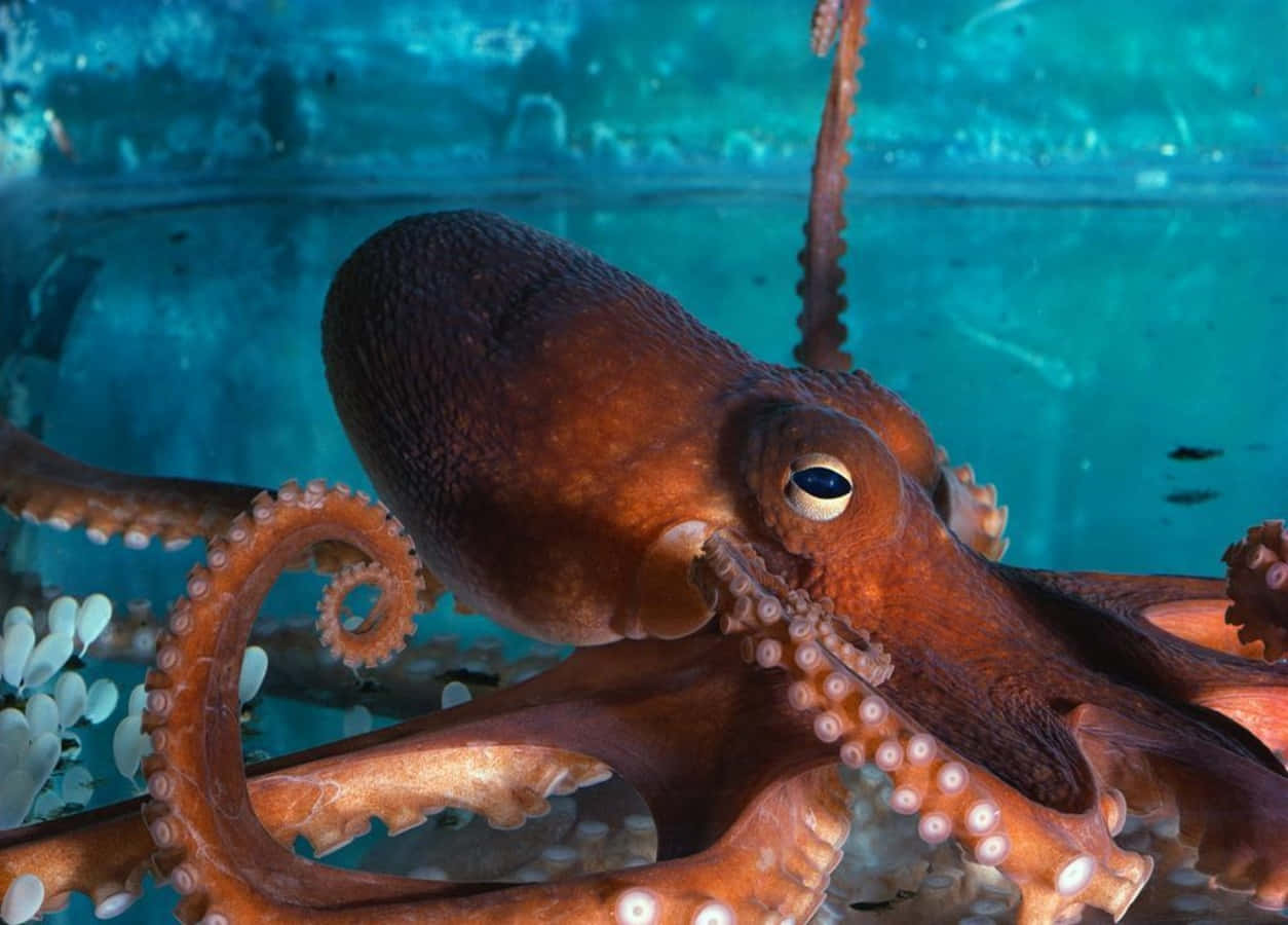 Giant Pacific Octopus, reddish-brown, detailed suckers, SD Desktop Wallpaper