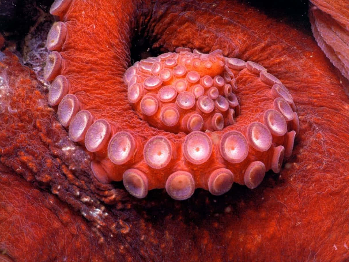 Giant Pacific Octopus, vibrant red, textured skin, SD Desktop Wallpaper