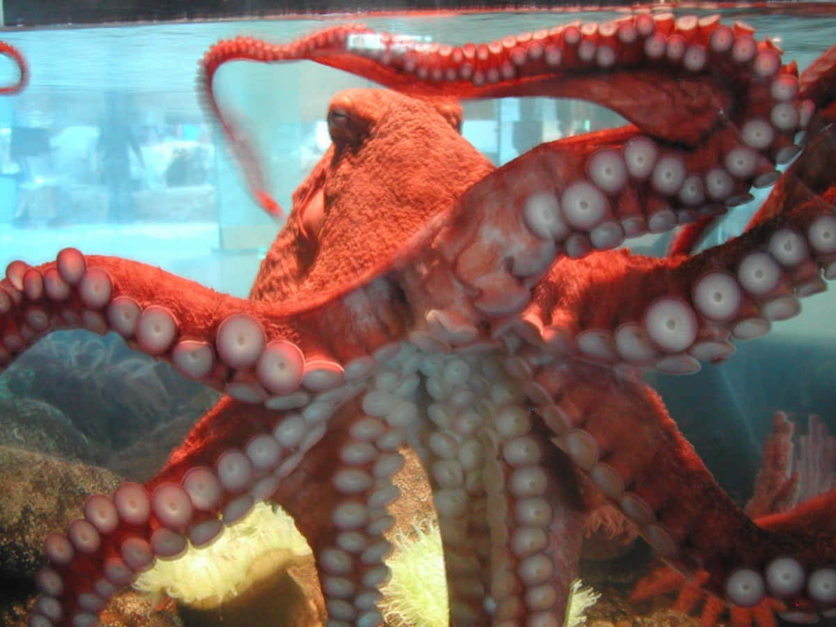 Giant Pacific Octopus, red octopus, white suction cups, SD Desktop Wallpaper