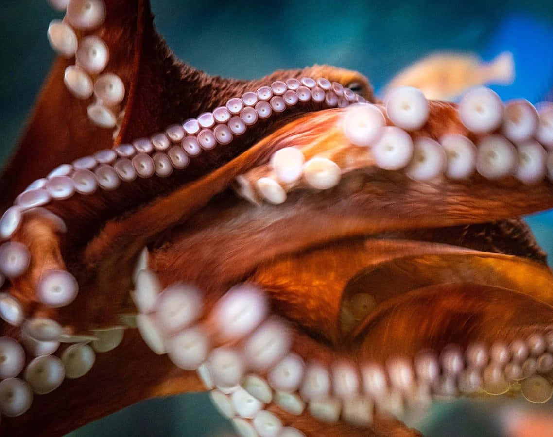 Giant Pacific Octopus, textured arms, suction cups, SD Desktop Wallpaper