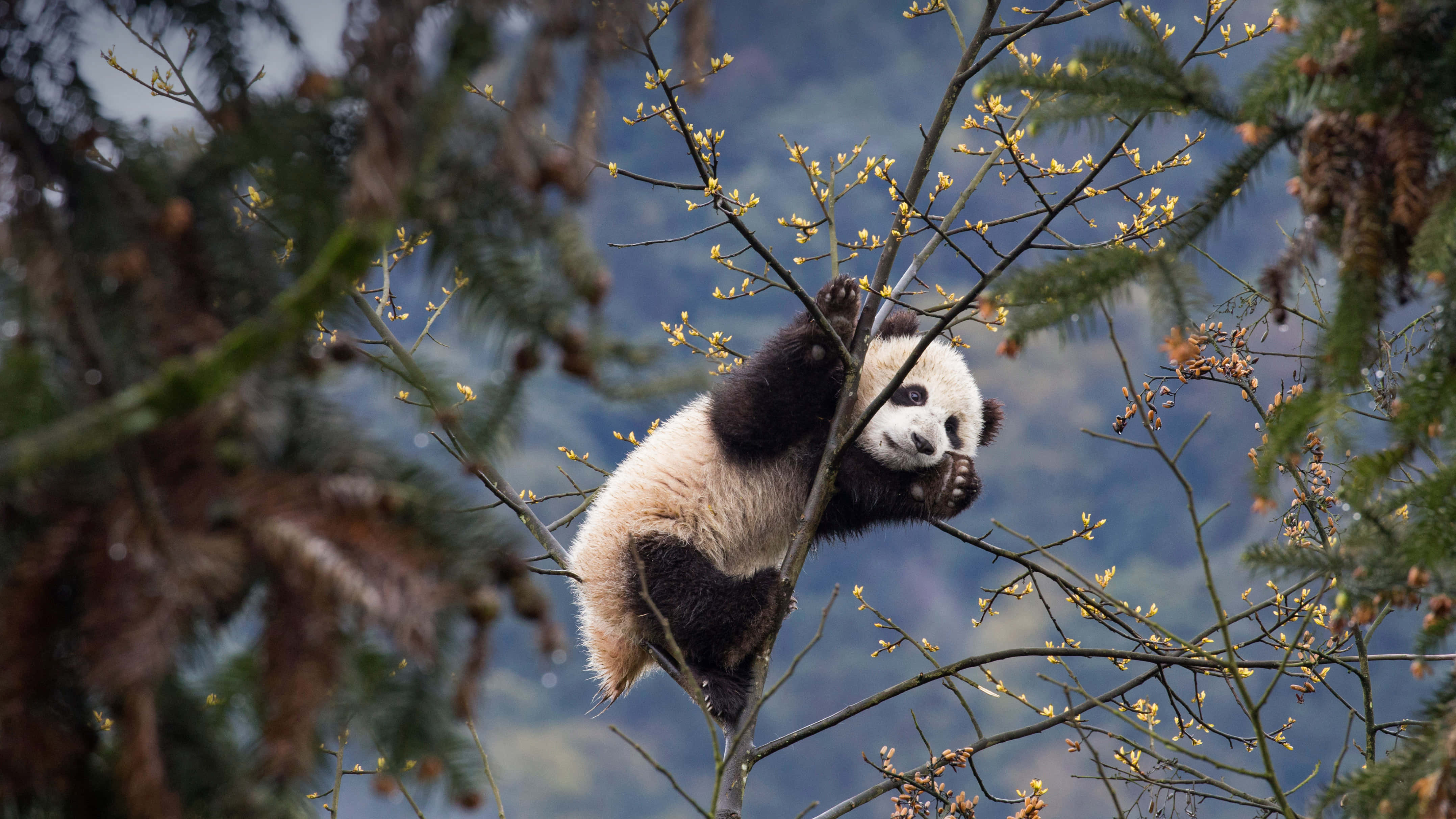 giant panda, tree branch, budding yellow flowers, 4K Desktop Wallpaper