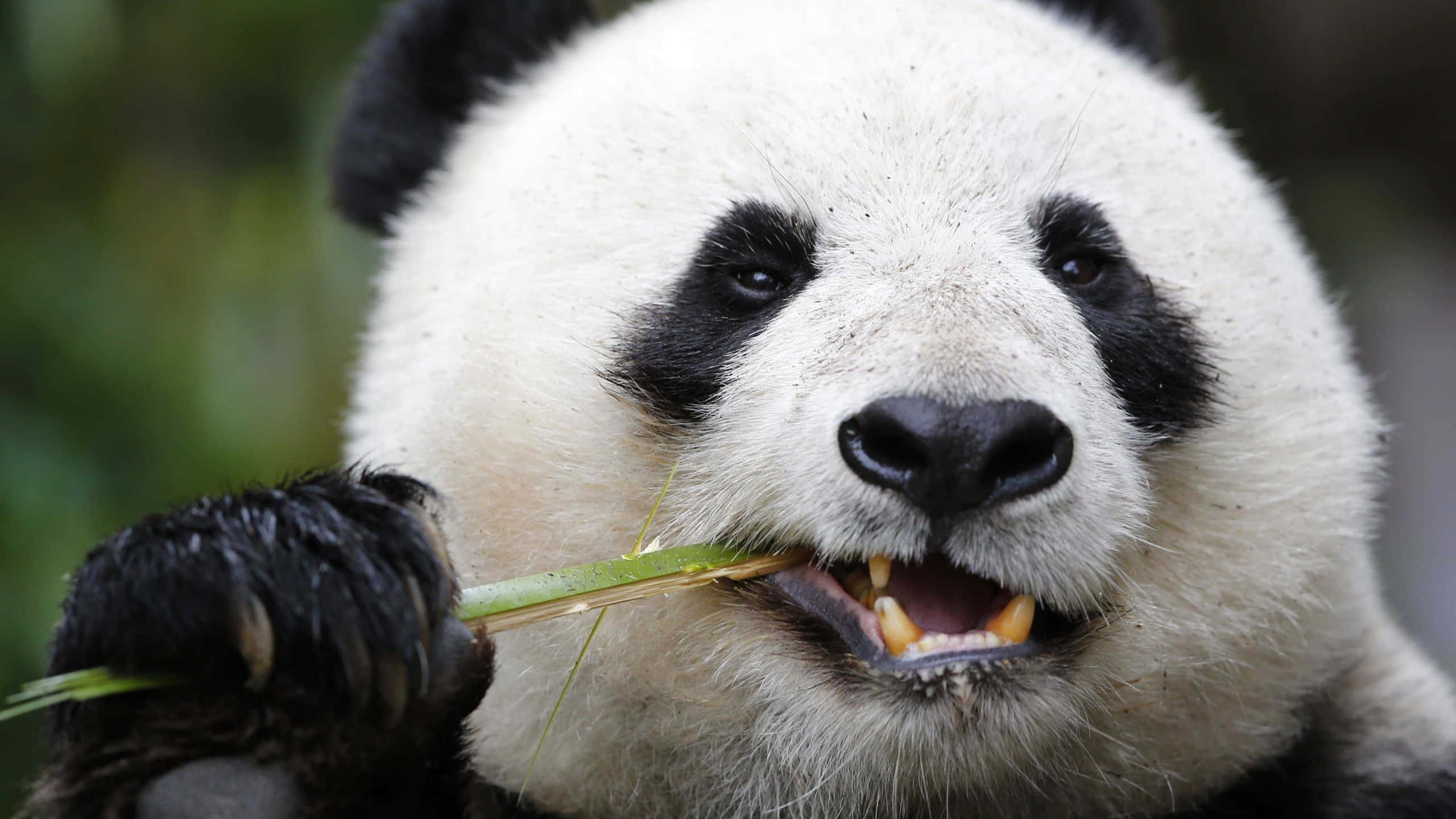 Giant Panda, yellow teeth, bamboo, 2K Desktop Wallpaper