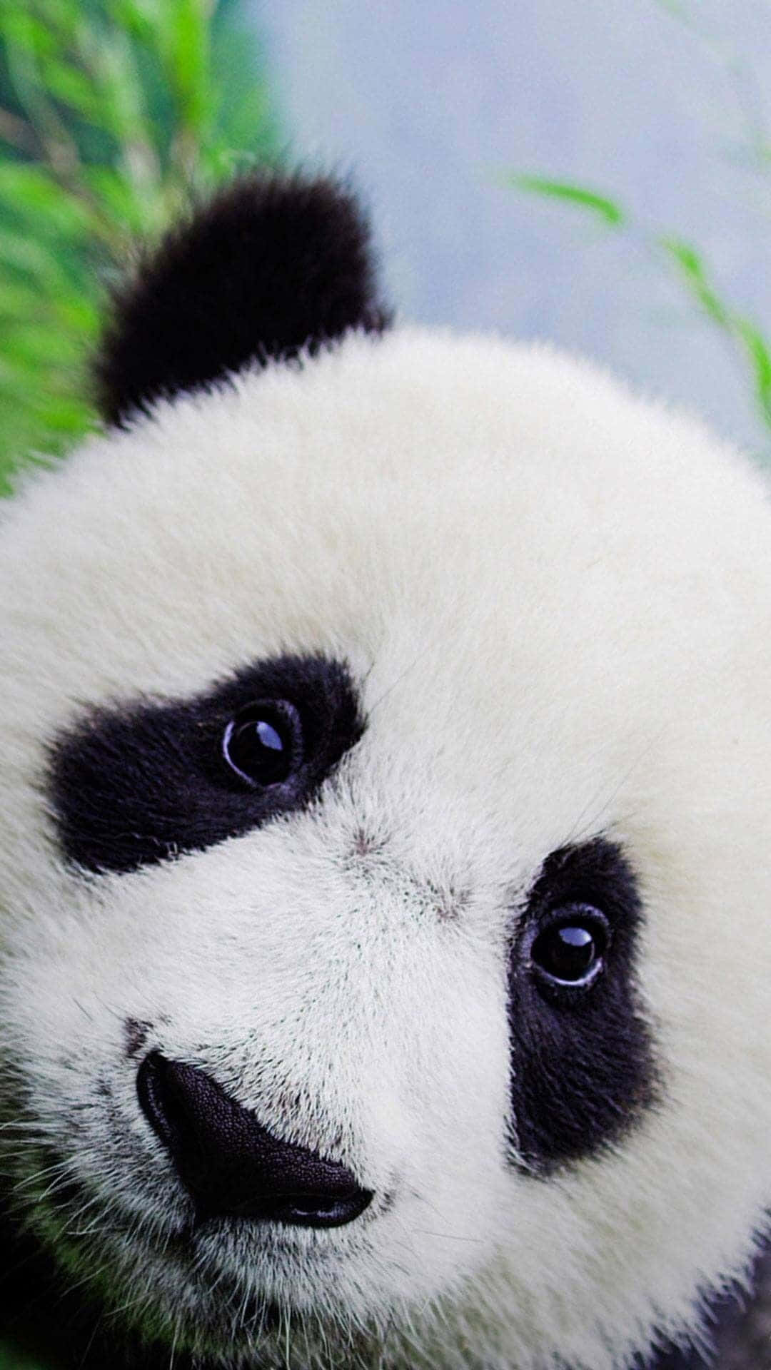 giant panda, white fur, black patches, Full HD Phone Wallpaper