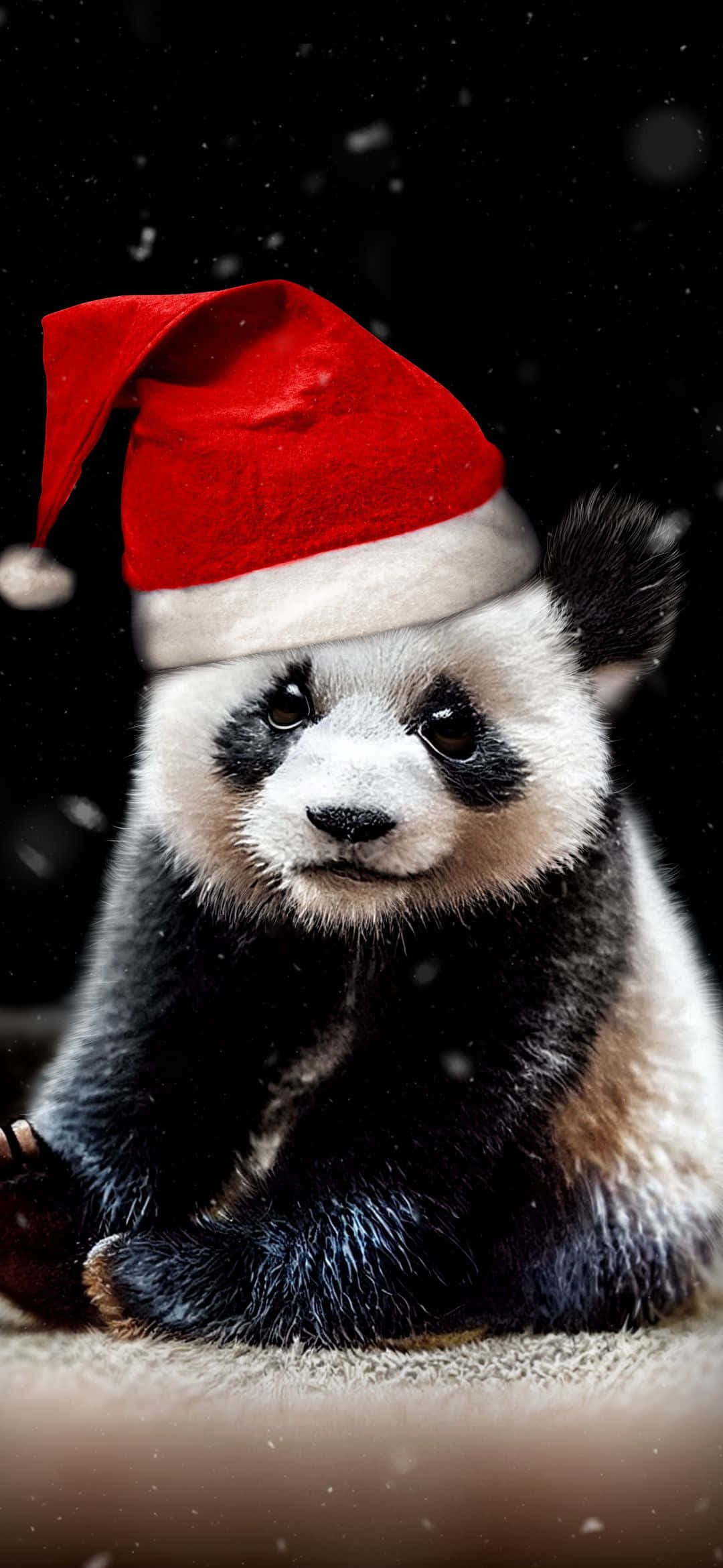 Giant Panda, Santa Claus hat, red Santa hat, Full HD Phone Wallpaper