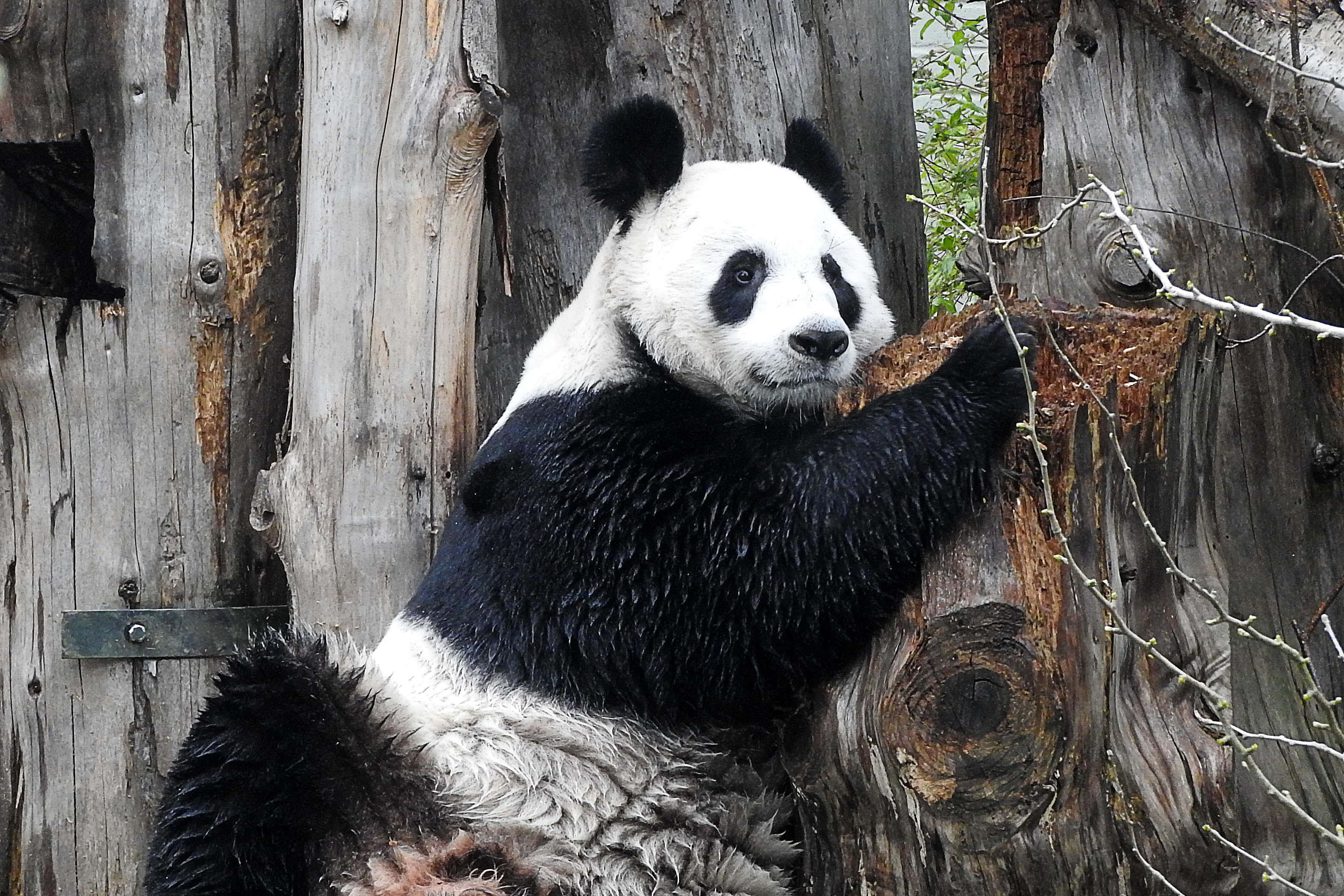 Giant Panda, gray tree barks, weathered tree trunks, 2K Desktop Wallpaper