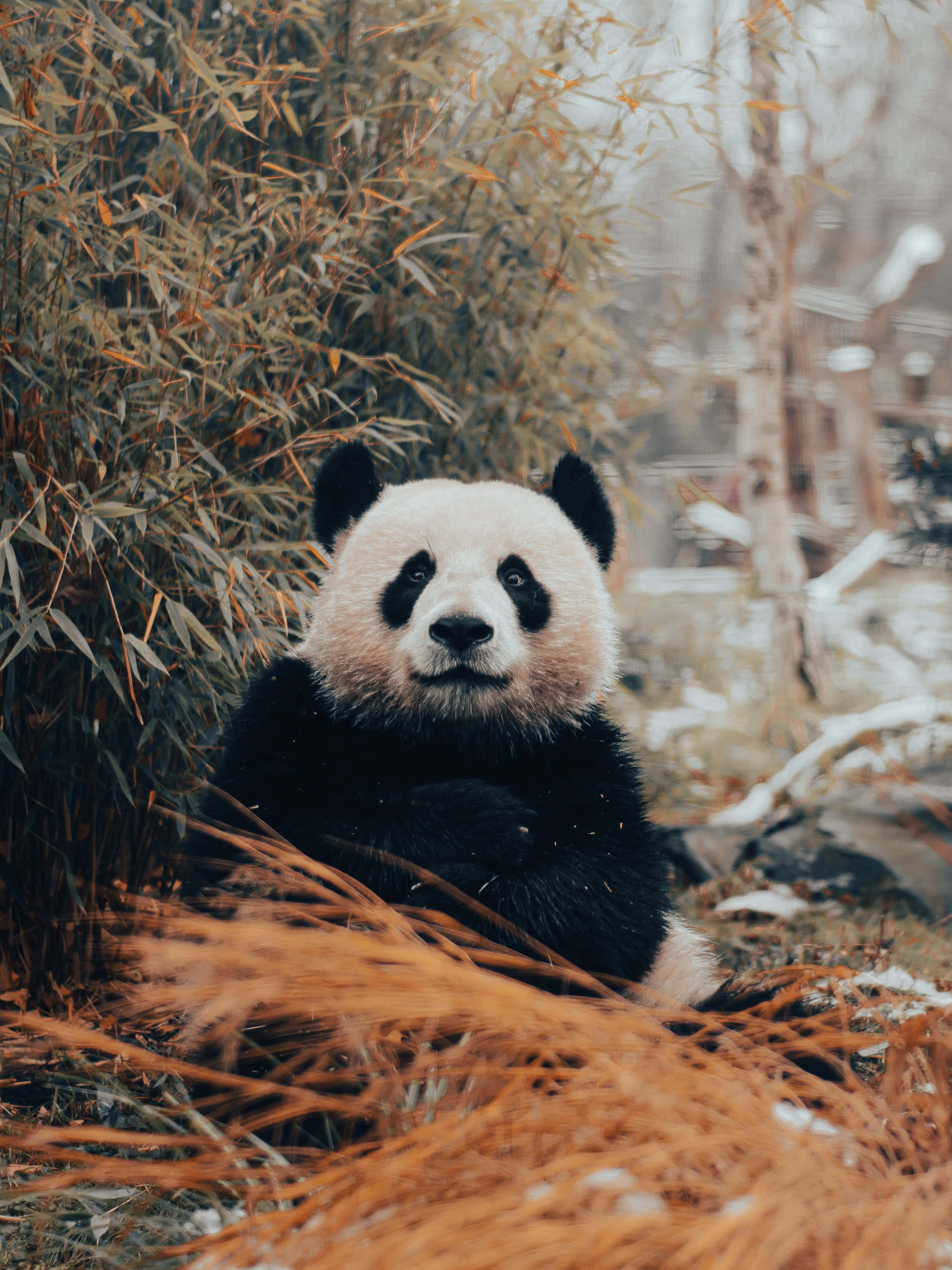 Giant Panda, golden bamboo, snowy ground, 2K Phone Wallpaper