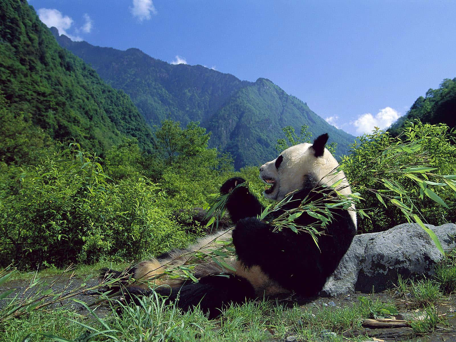 Giant Panda, rocky slope, bamboo, HD Desktop Wallpaper