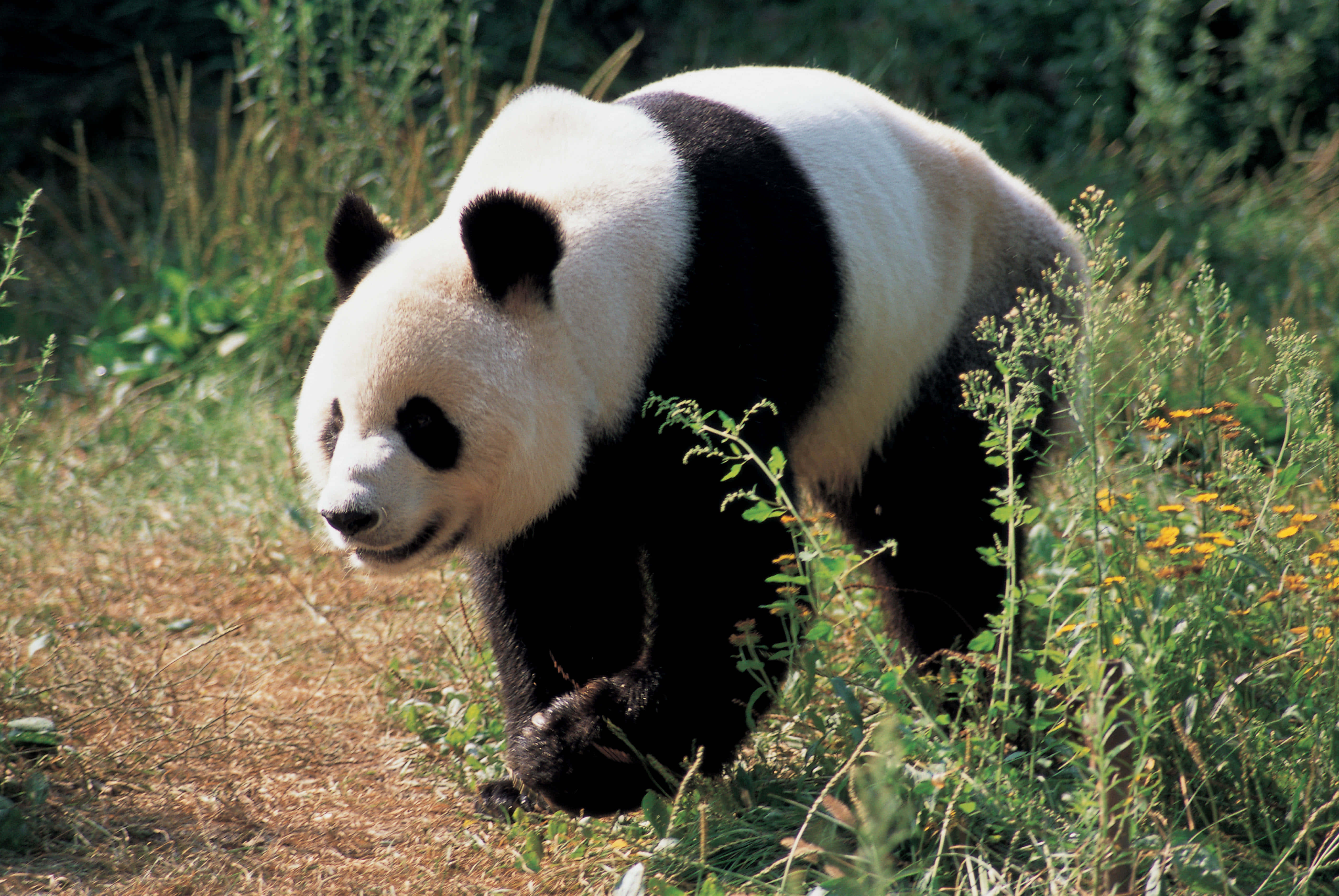 Giant Panda, sunlit grass, wildflowers, 4K Desktop Wallpaper