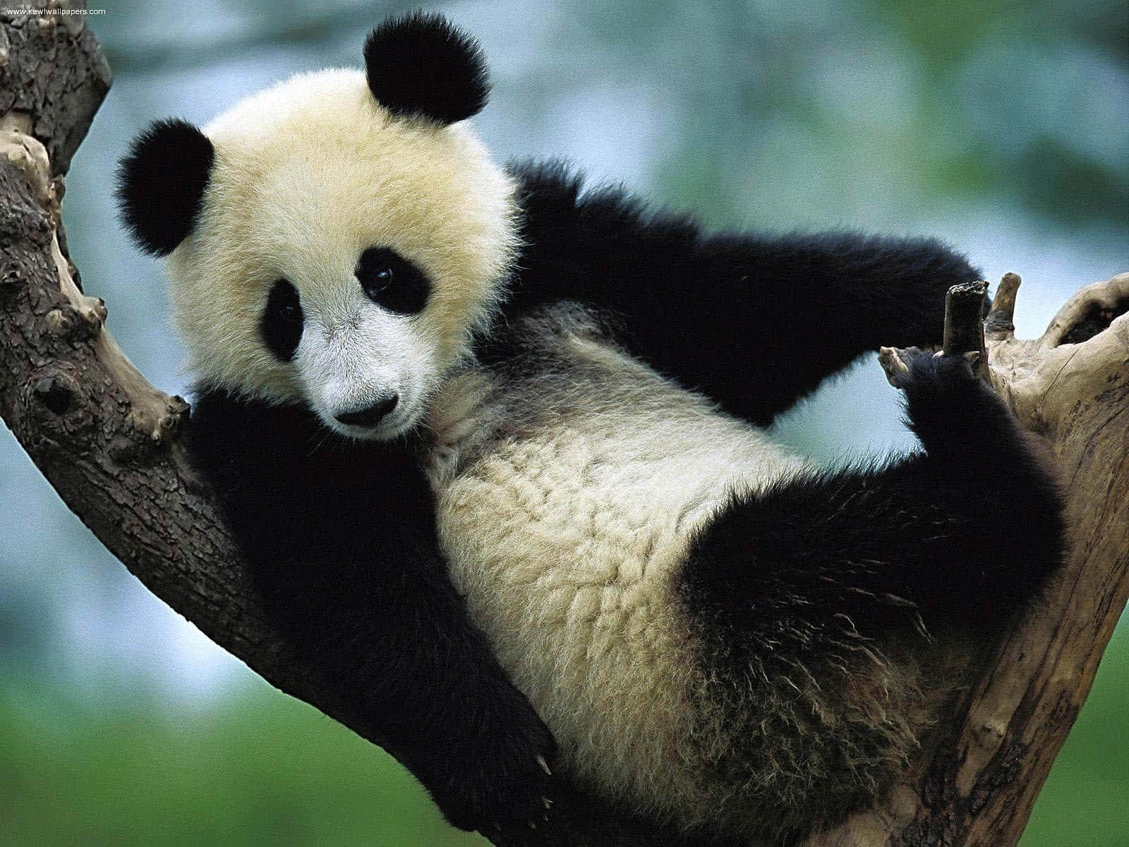 Giant Panda, tree branch, soft green foliage, HD Desktop Wallpaper