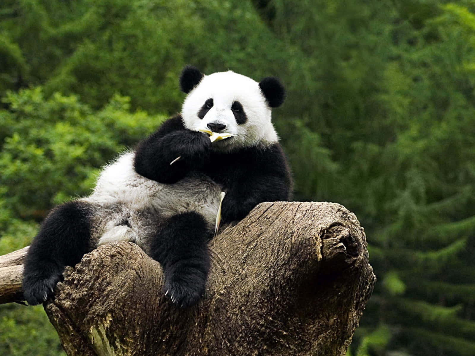 giant panda, weathered tree stump, munching bamboo, HD Desktop Wallpaper
