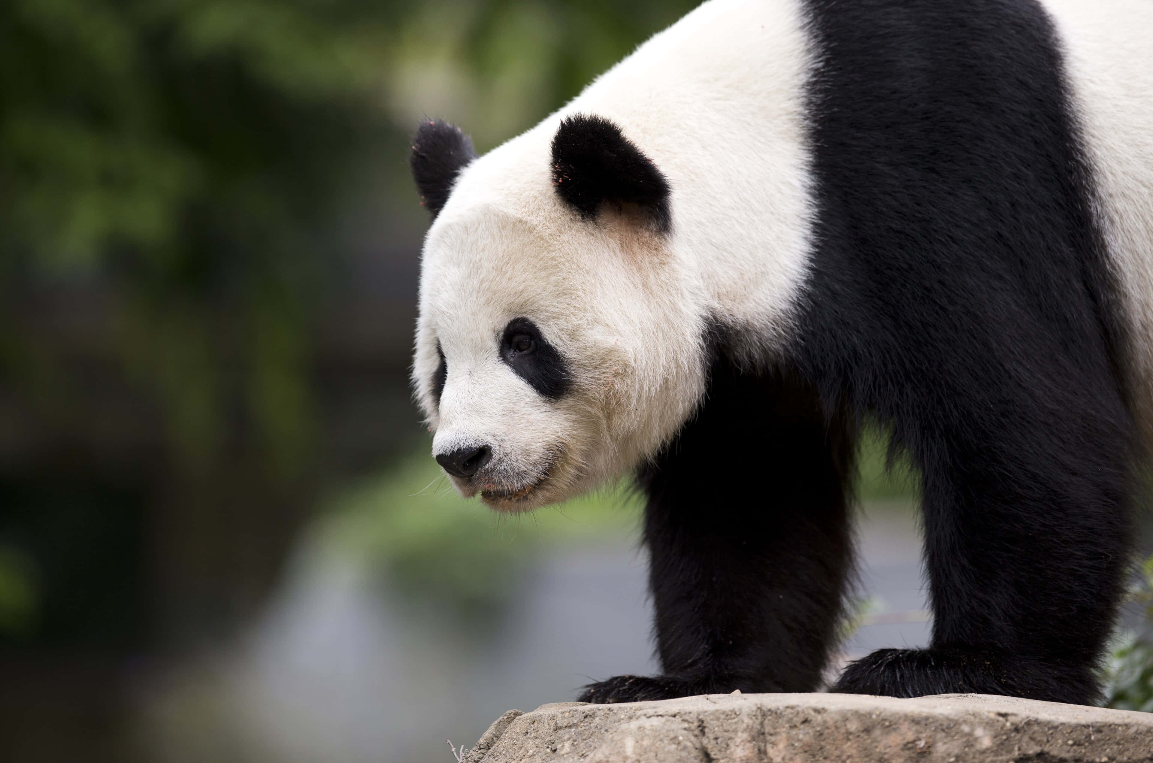 giant panda, rock, lush green foliage, 4K Desktop Wallpaper