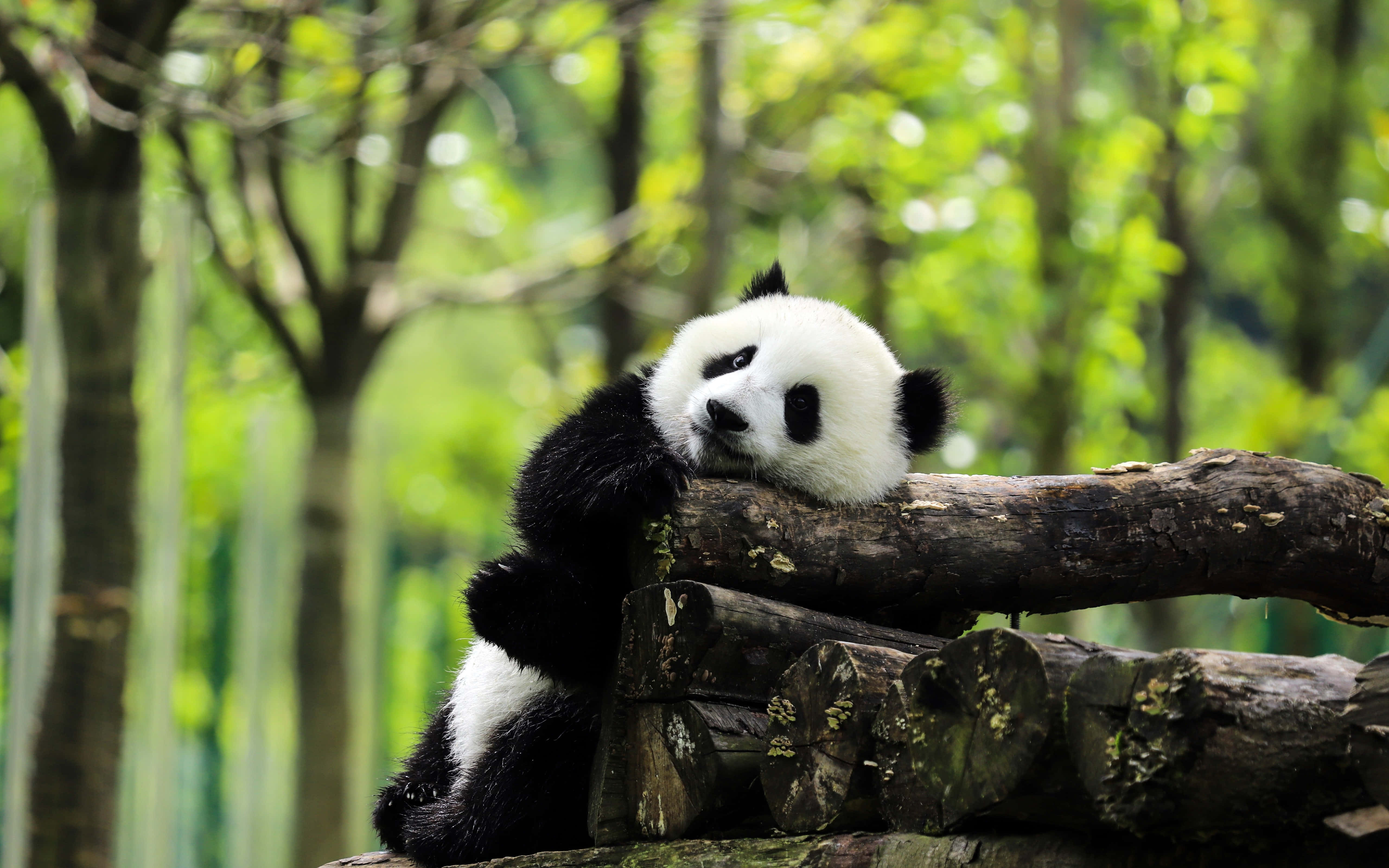 Giant Panda, mossy log, sunlit green forest, 5K Desktop Wallpaper