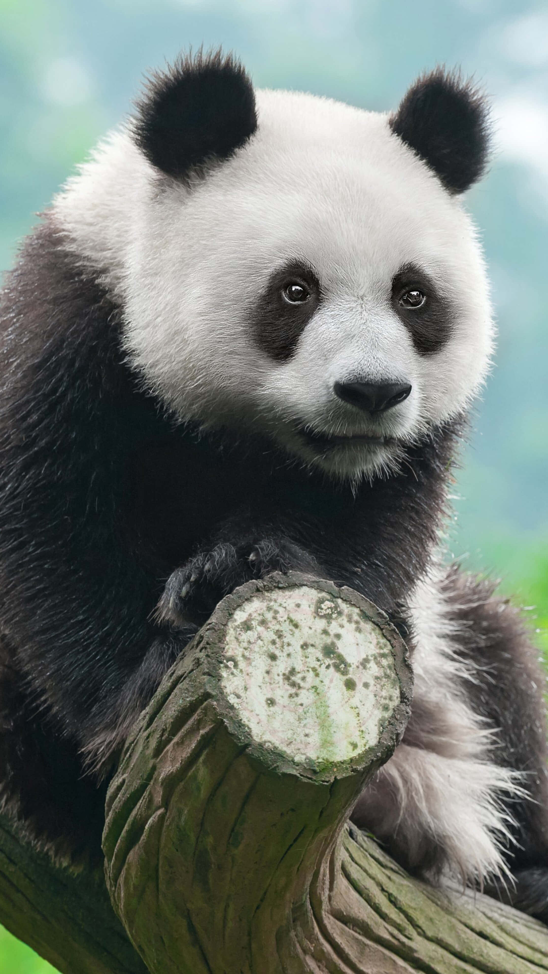 giant panda, fluffy black and white fur, mossy tree stump, 4K Phone Wallpaper