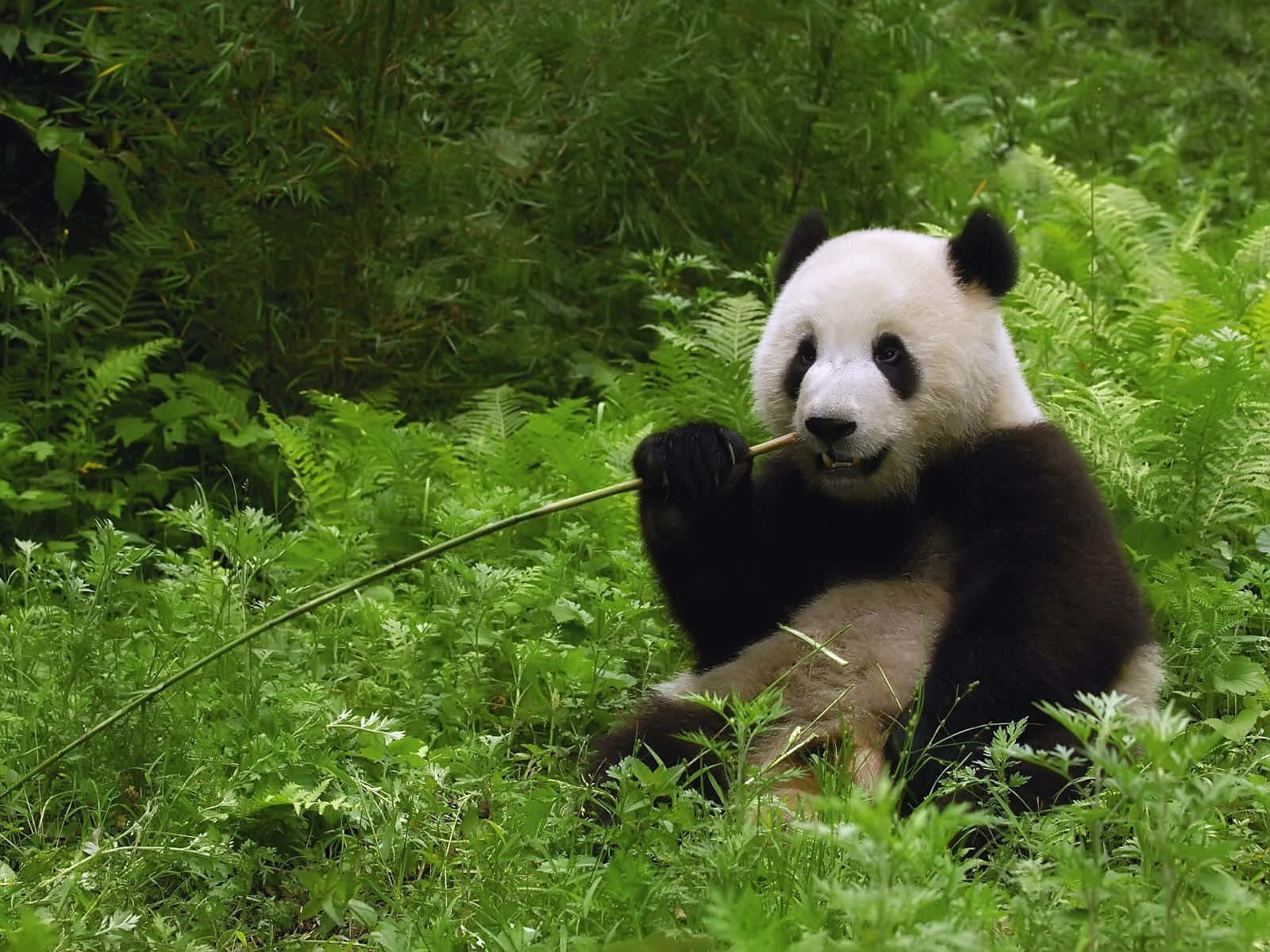Giant Panda, bamboo stalk, lush green ferns, HD Desktop Wallpaper