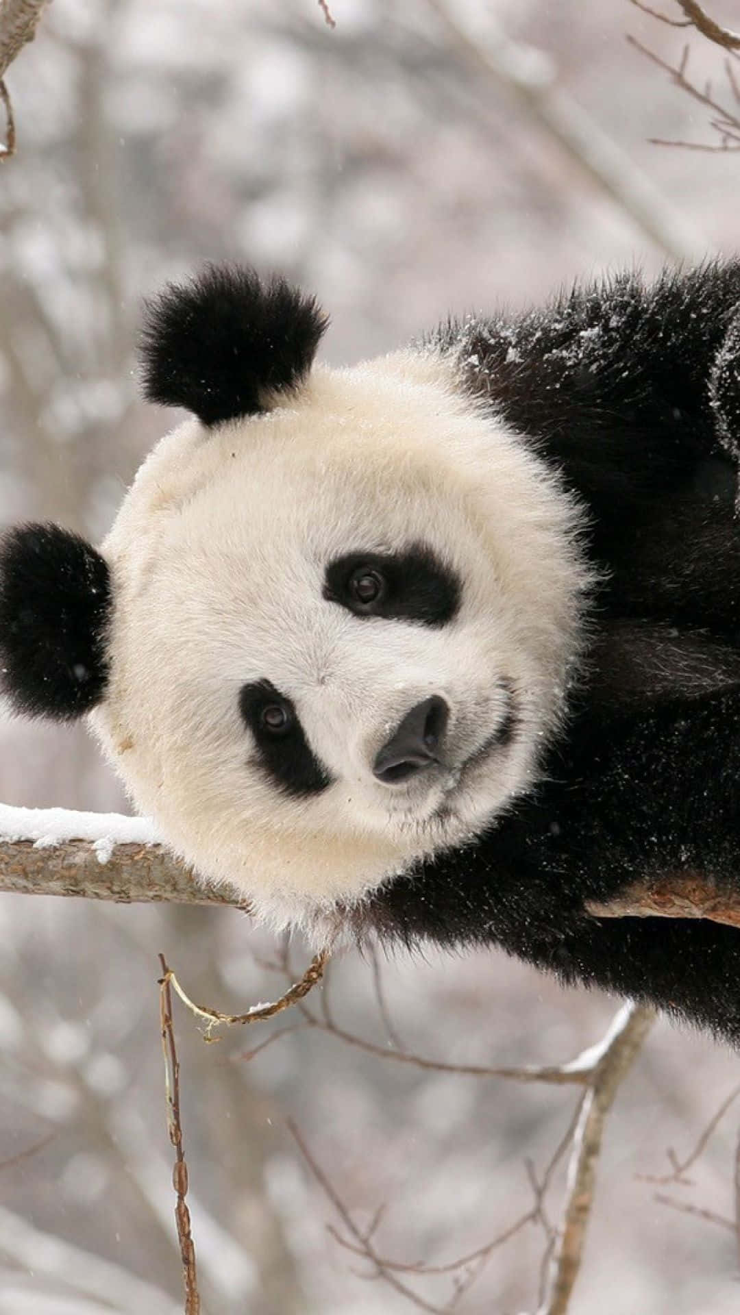 Giant Panda, snow-dusted branch, dark eyes, Full HD Phone Wallpaper