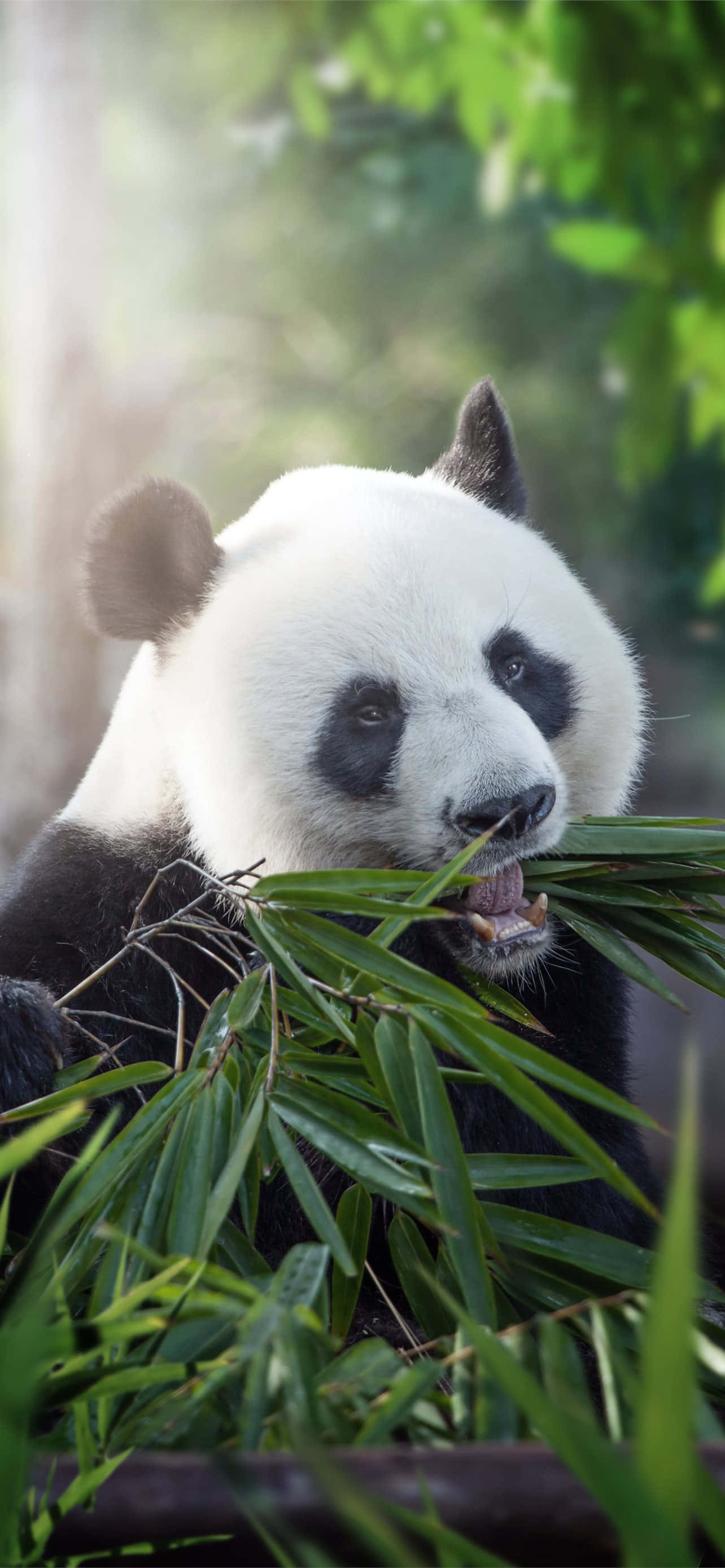 Giant Panda, bamboo leaves, lush green forest, 2K Phone Wallpaper
