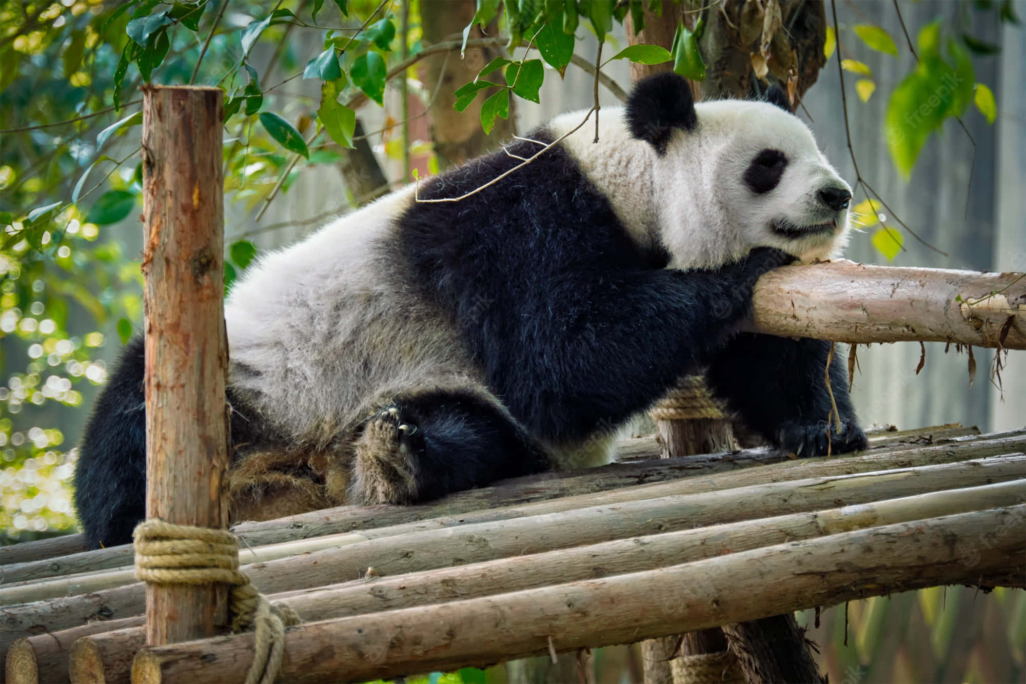 Giant Panda, wooden raft, lush green foliage, Full HD Desktop Wallpaper