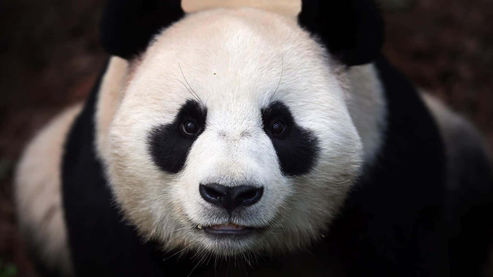giant panda, black patches around eyes, black patches around ears, Full HD Desktop Wallpaper