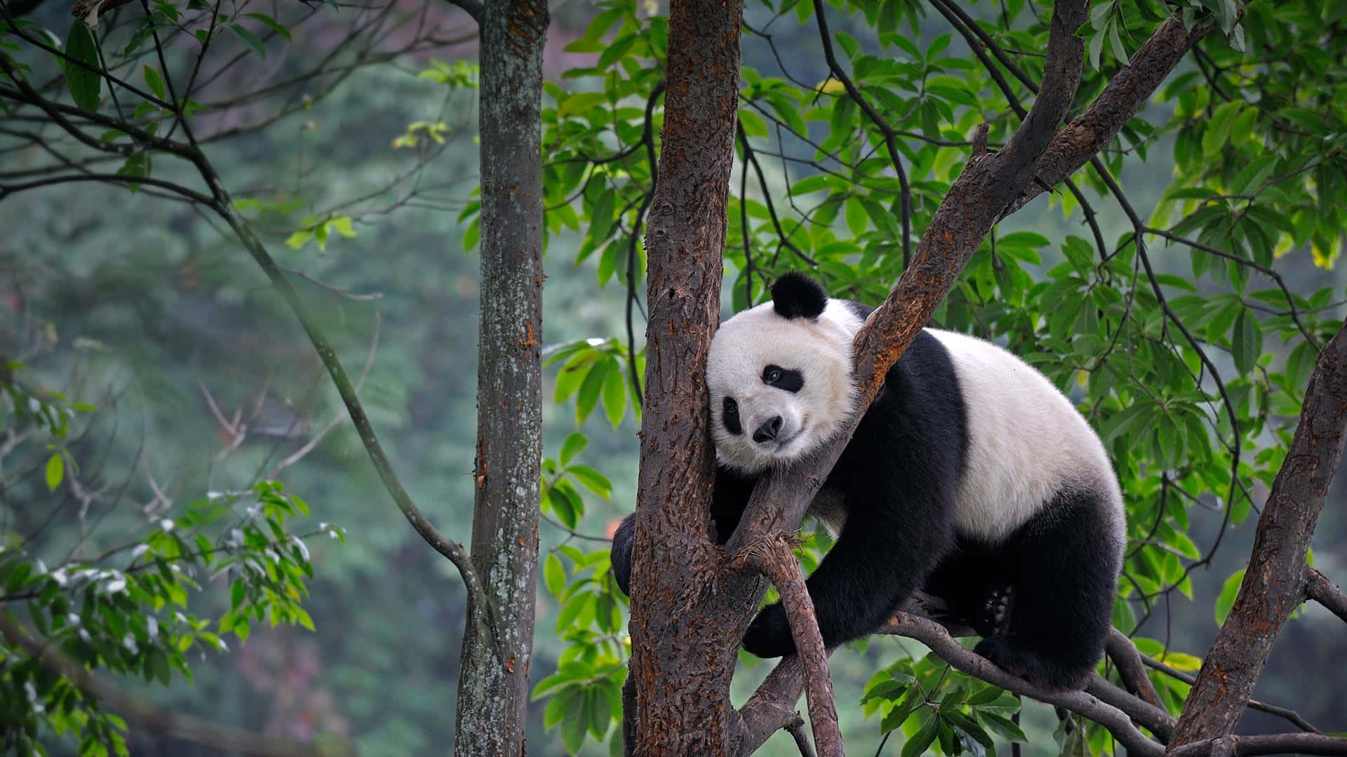 Giant Panda, tree, lush green tree, Full HD Desktop Wallpaper