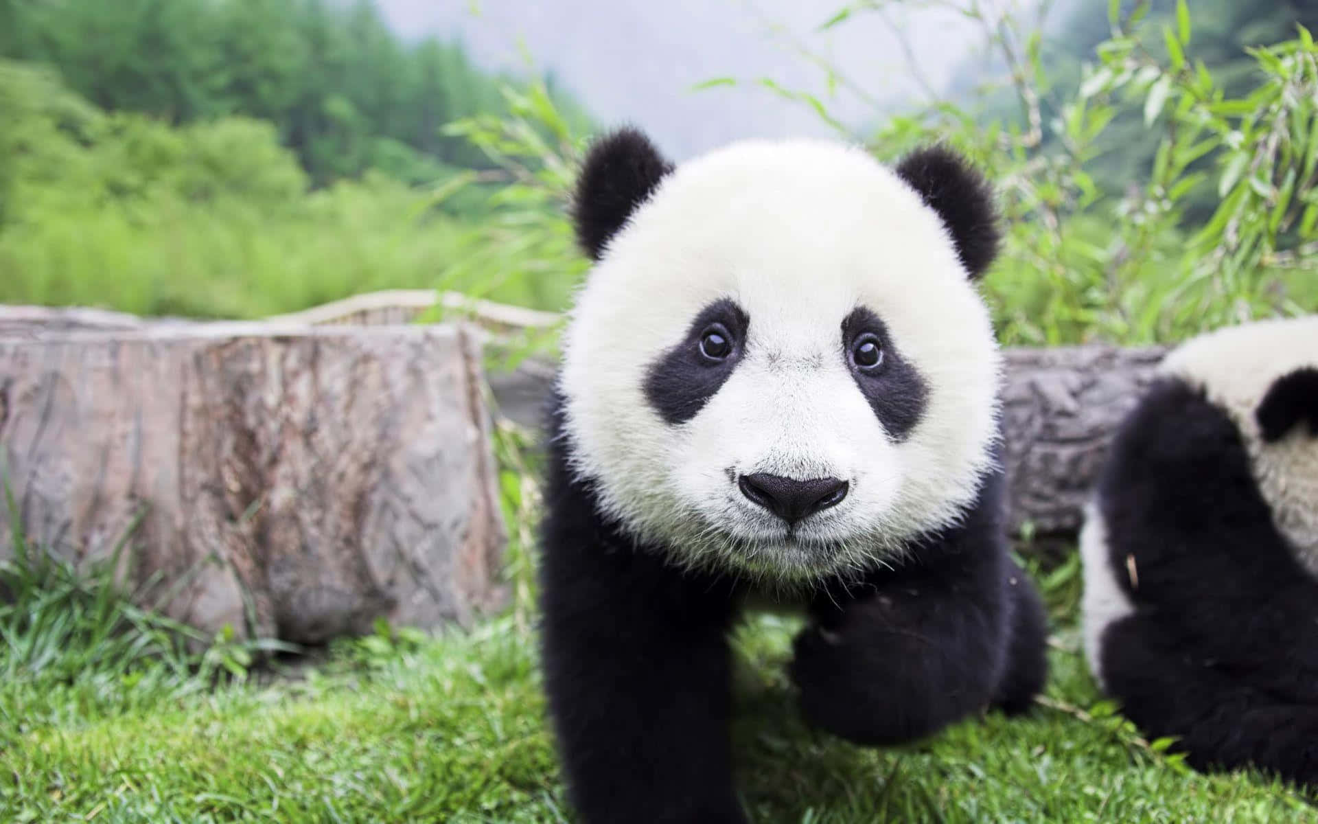 Giant Panda, baby panda cub, fluffy black and white fur, Full HD Desktop Wallpaper
