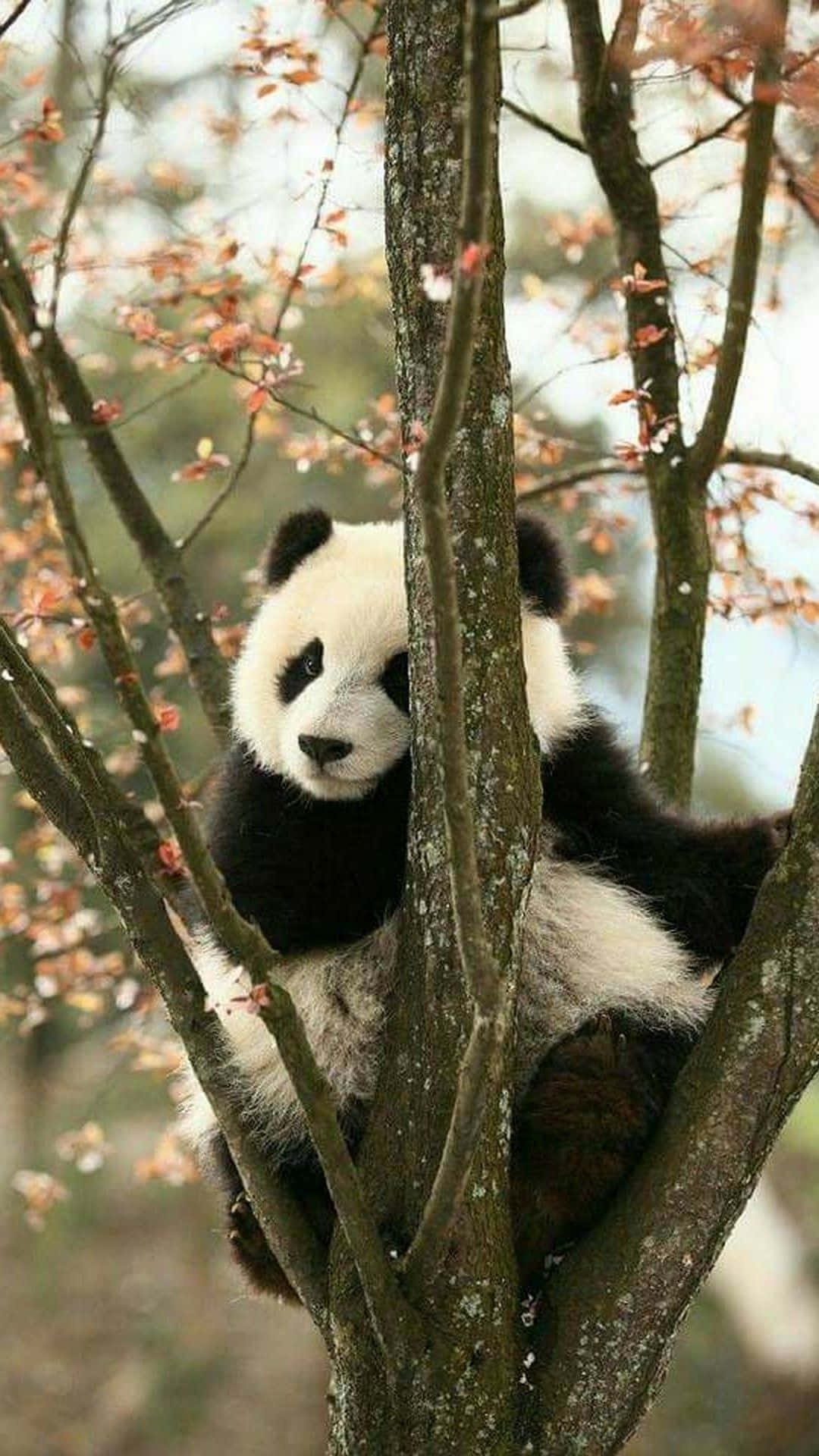 giant panda, tree branches, pink blossoms, Full HD Phone Wallpaper