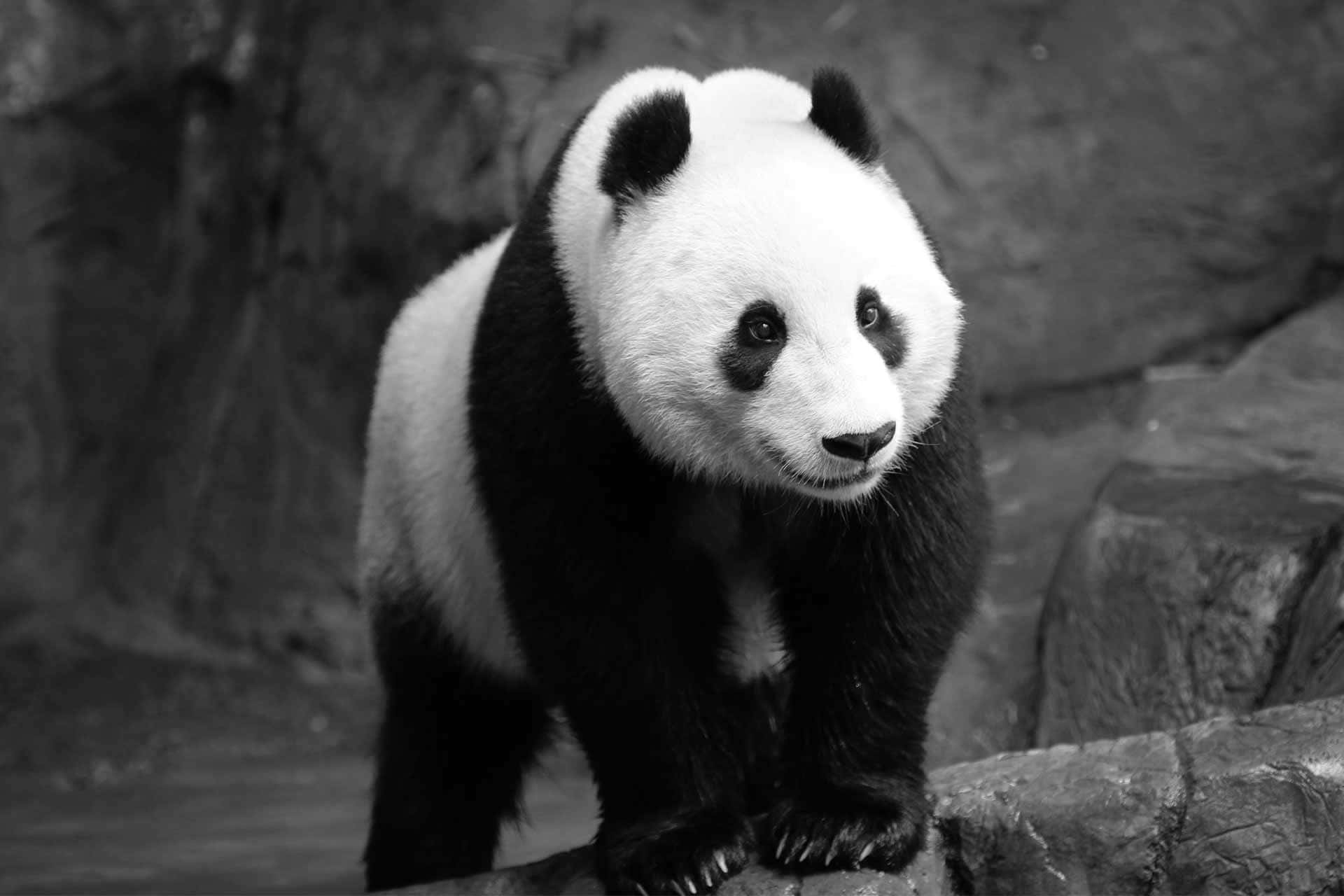 Giant Panda, black and white, rocky surface, Full HD Desktop Wallpaper