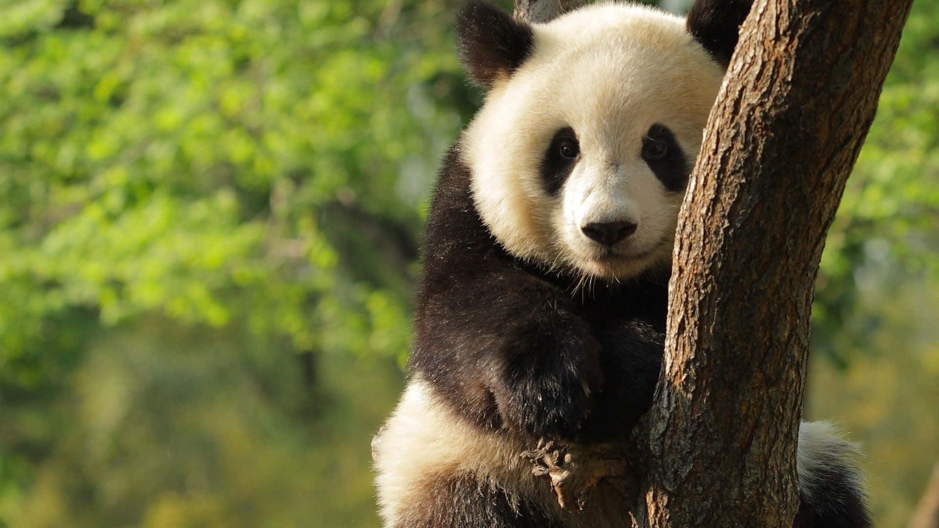 Giant Panda, green leaves, tree trunk, Full HD Desktop Wallpaper
