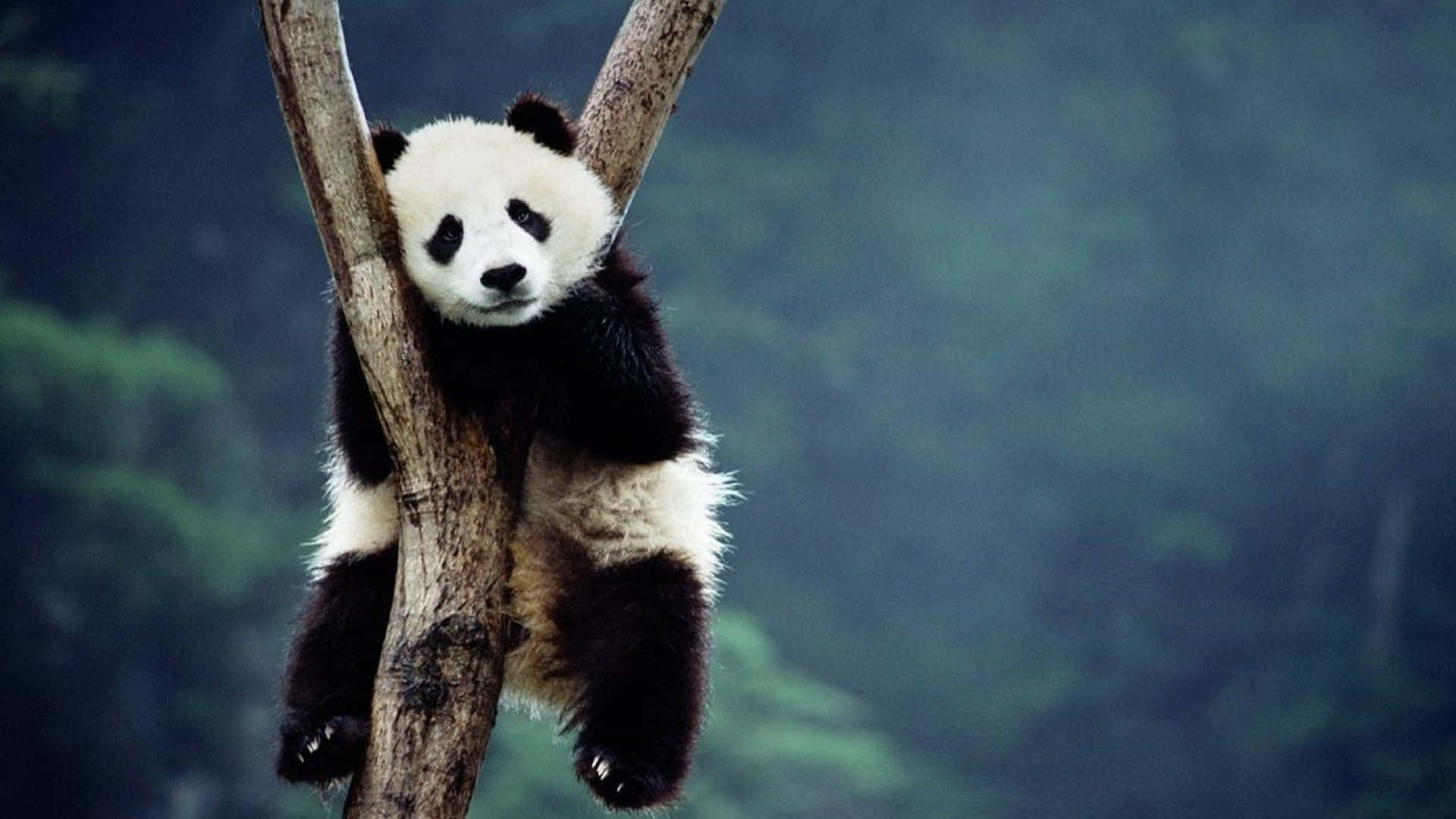 giant panda, tree branch, misty forest, Full HD Desktop Wallpaper