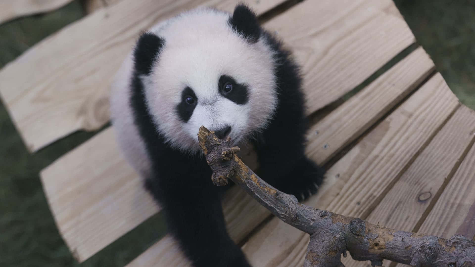 Giant Panda, baby panda cub, black patches around its eyes, Full HD Desktop Wallpaper