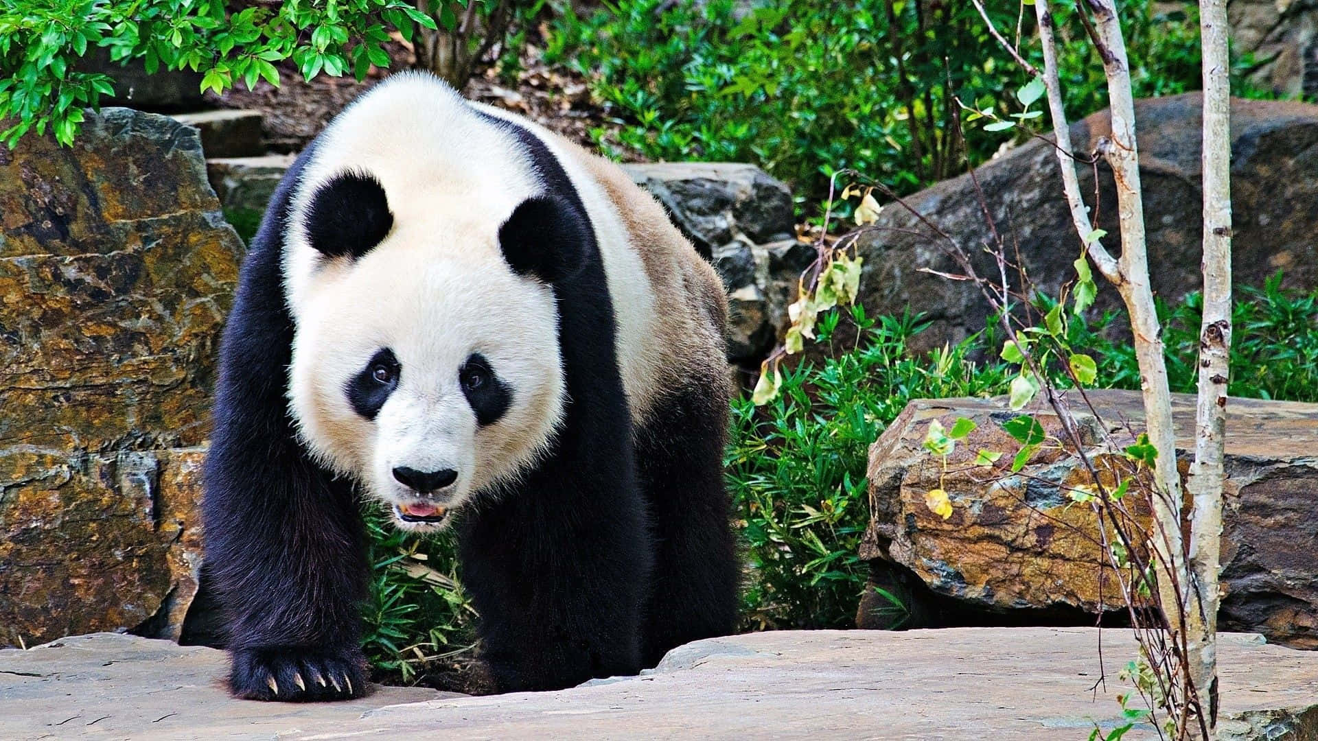 giant panda, black and white fur, lush green forest, Full HD Desktop Wallpaper