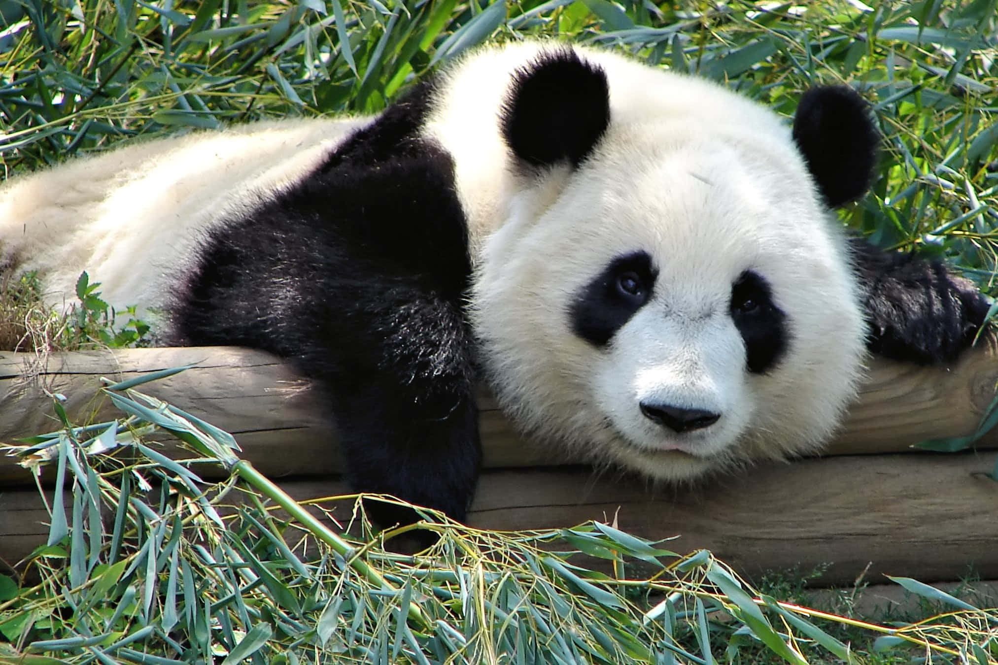 giant panda, wooden log, lush green bamboo leaves, Full HD Desktop Wallpaper