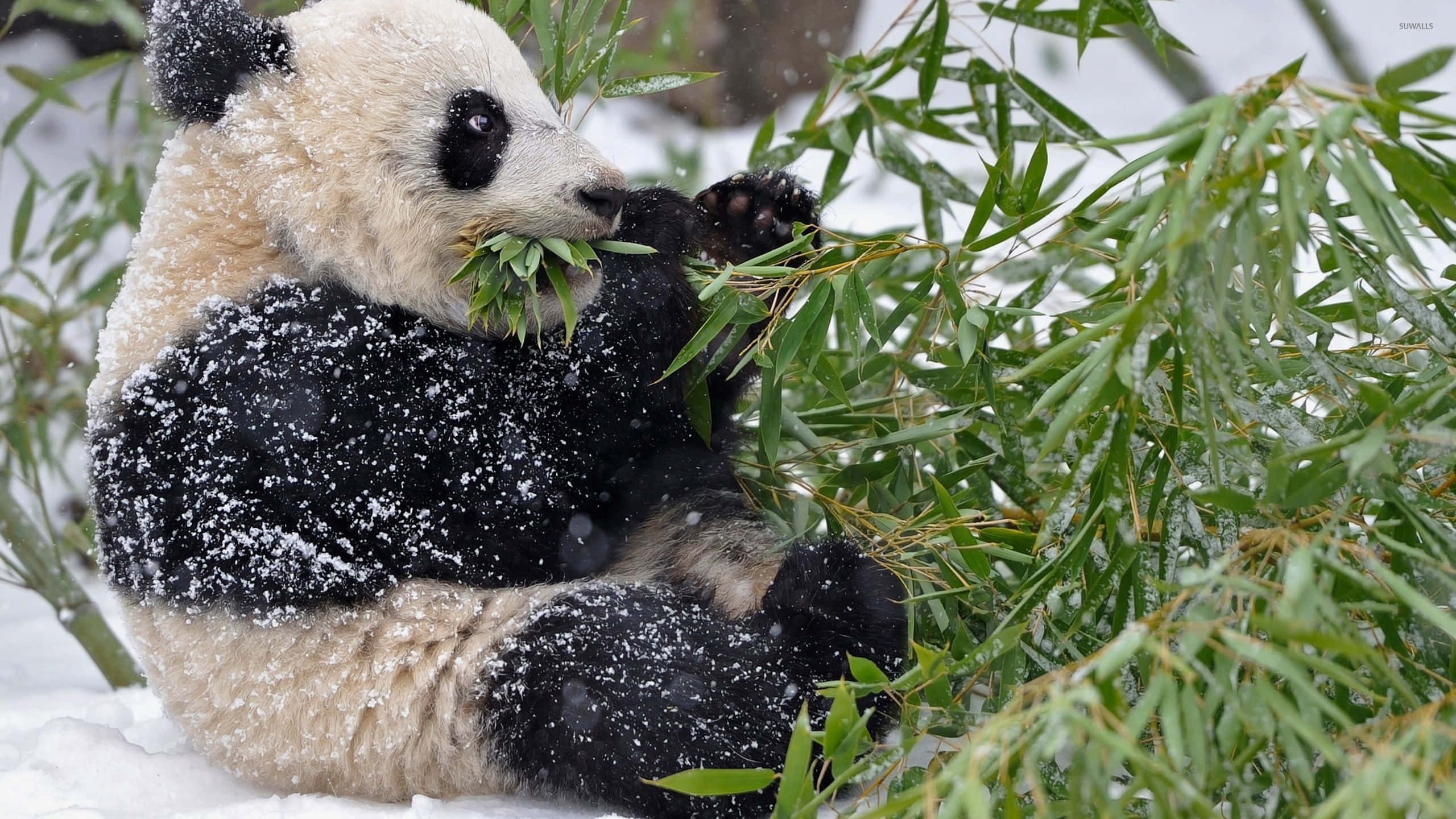 giant panda, snow, bamboo, 2K Desktop Wallpaper