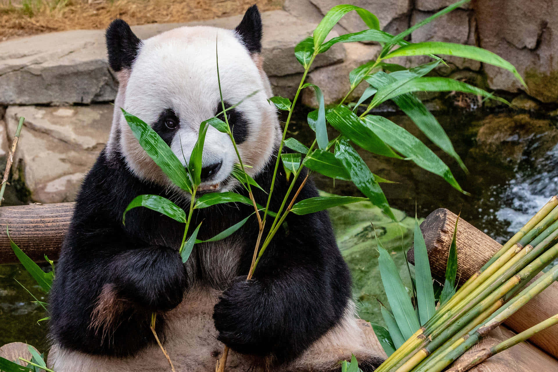 Giant Panda, bamboo stalks, lush green leaves, Full HD Desktop Wallpaper