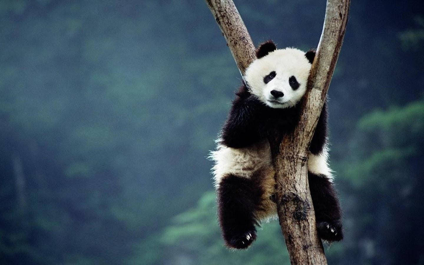 giant panda cub, tree branch, misty green forest, HD Desktop Wallpaper