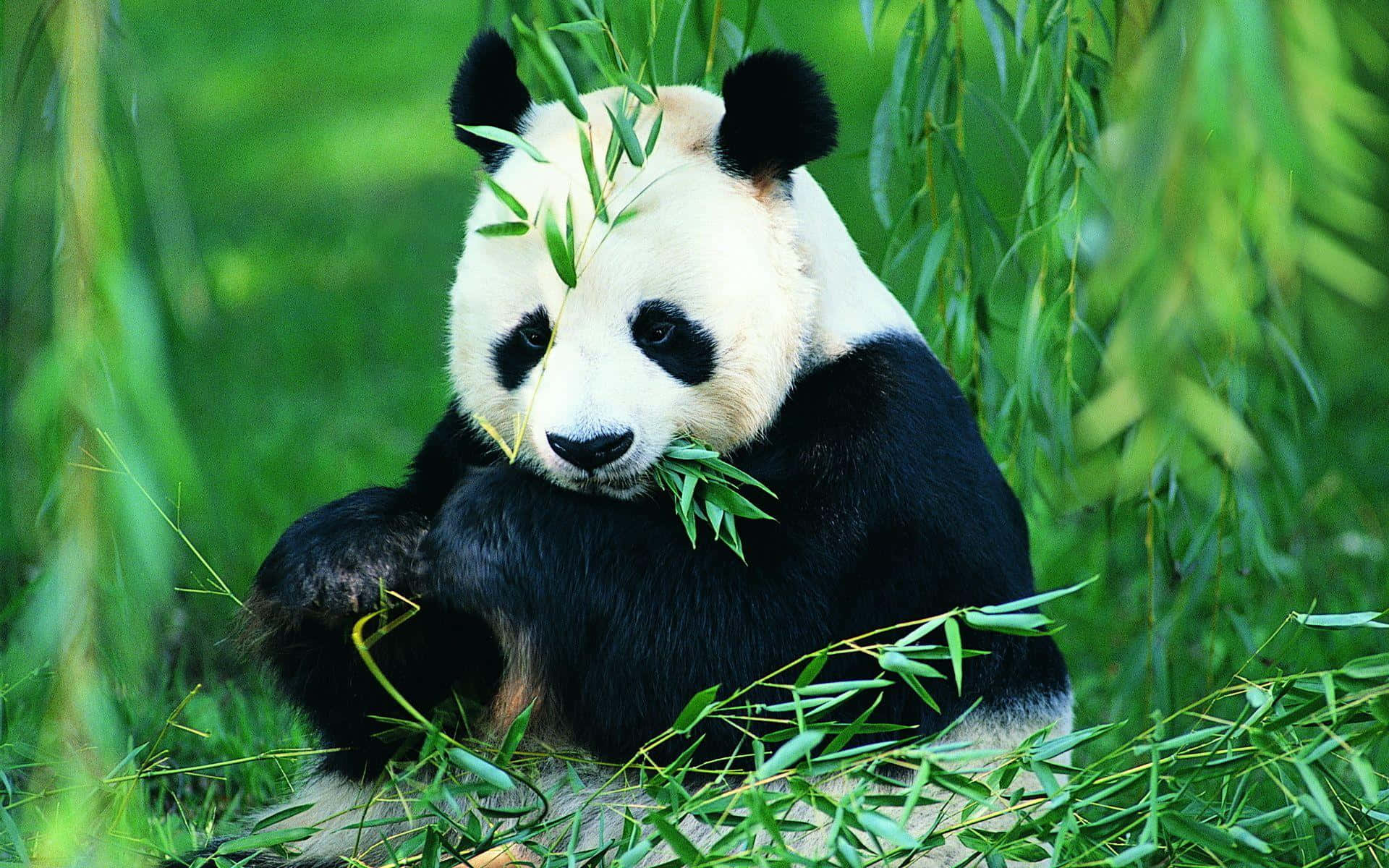 Giant Panda, bamboo, lush green, Full HD Desktop Wallpaper