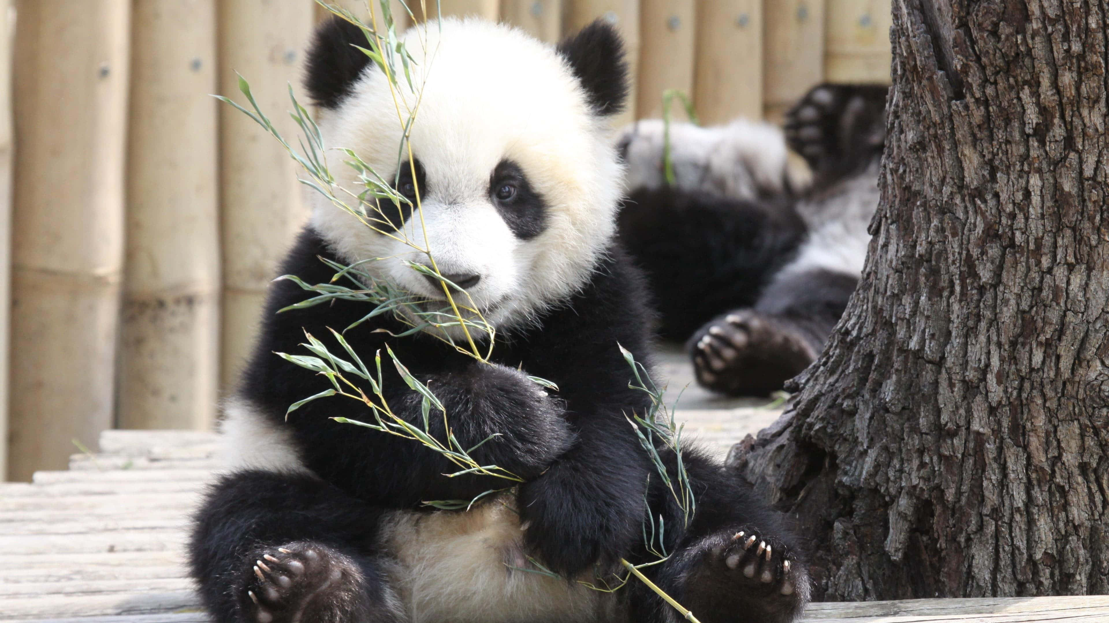 Giant Panda, bamboo branch, bamboo planks, 4K Desktop Wallpaper