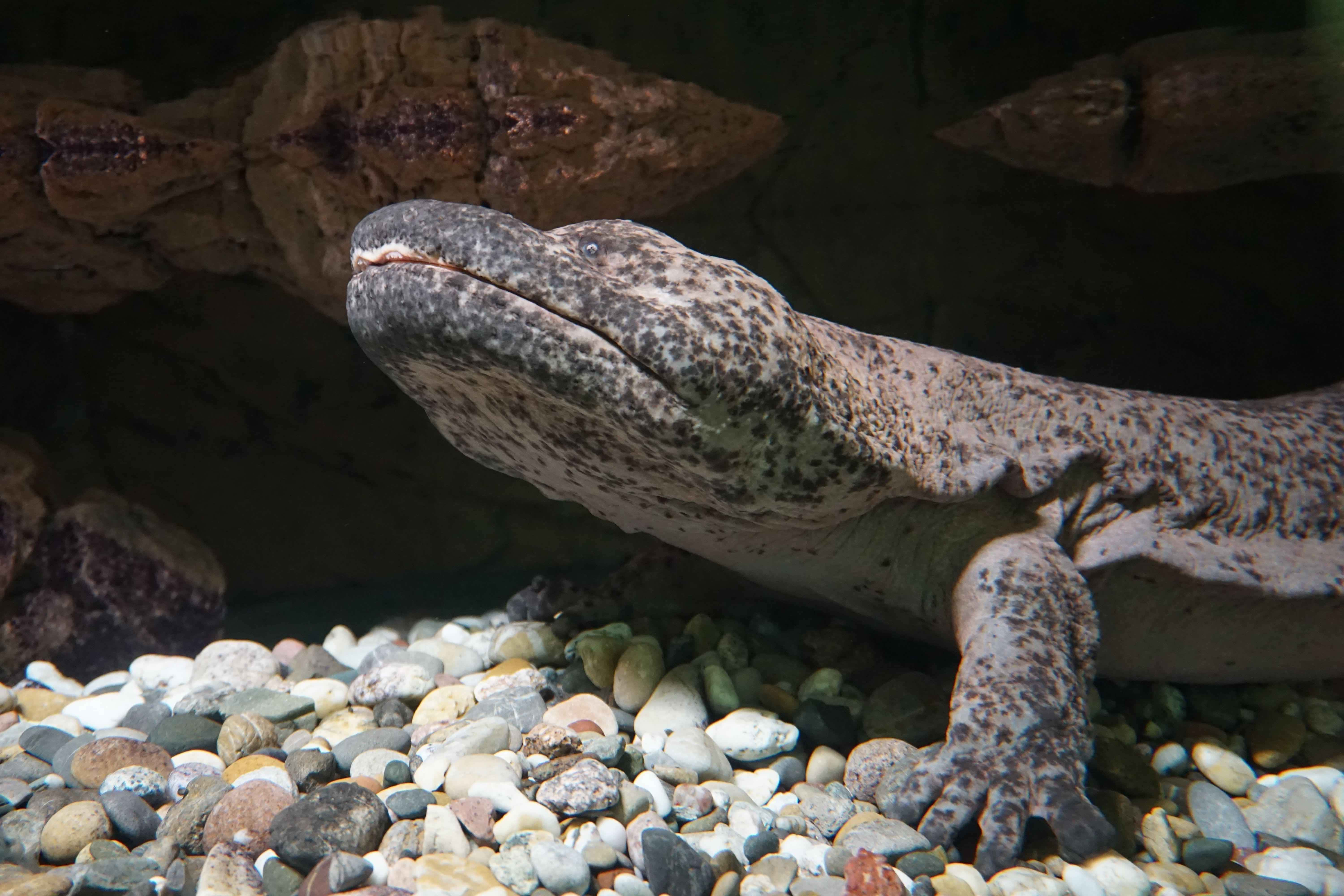 Giant Salamander, riverbed, multicolored pebbles, 5K Desktop Wallpaper