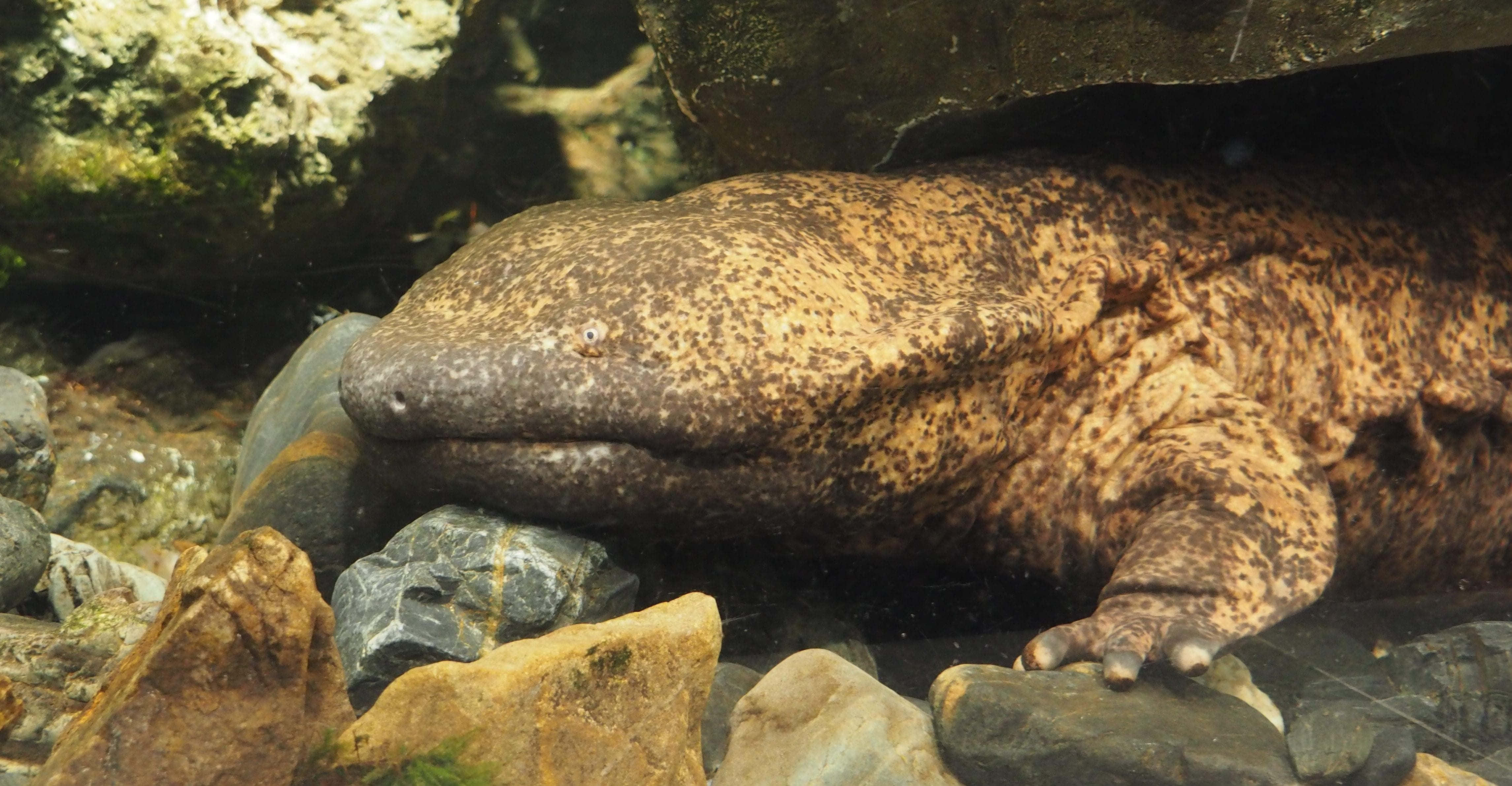 Giant Salamander, underwater rocks, mossy rocks, 4K Desktop Wallpaper