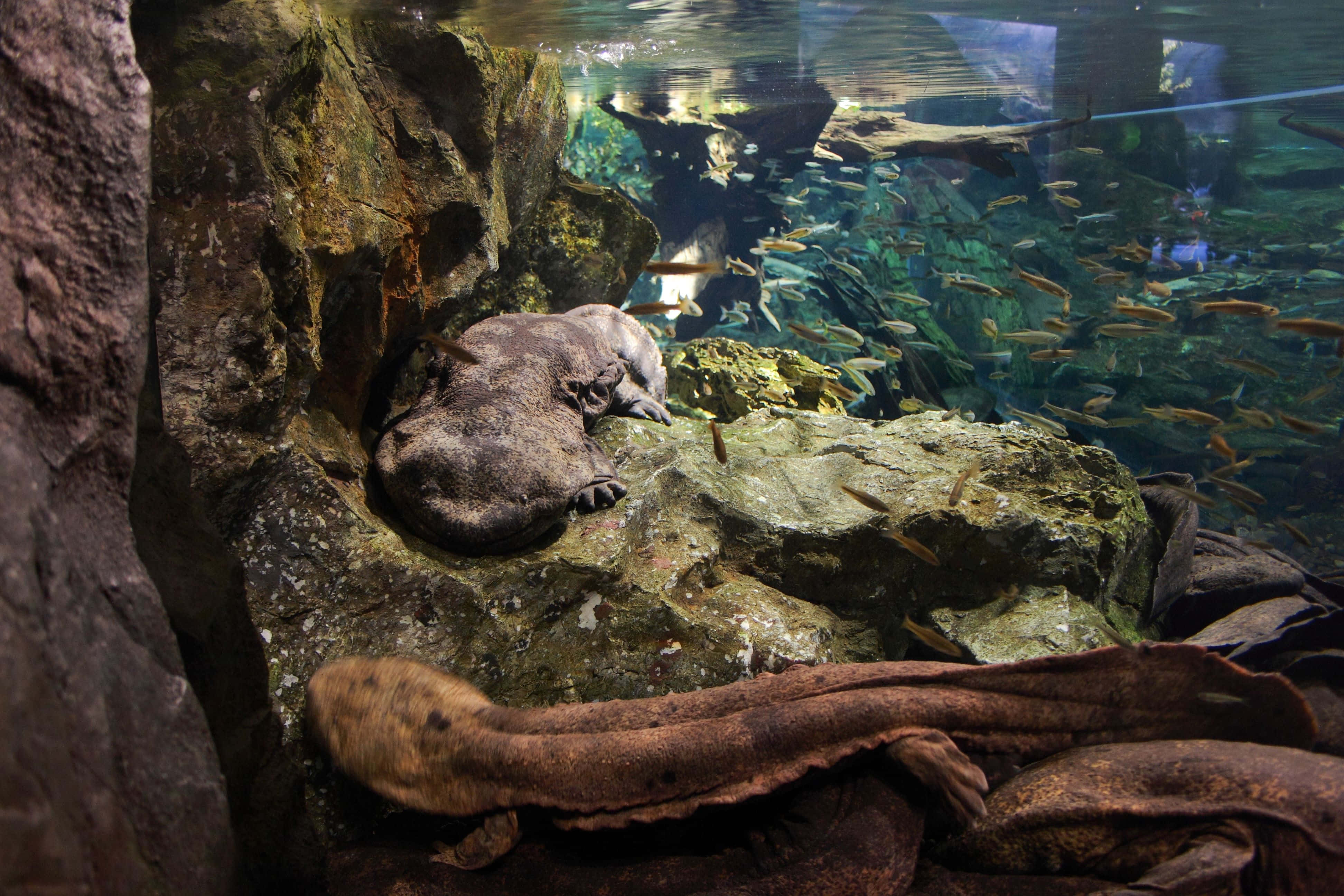 Giant Salamander, axolotl, mossy rocks, 4K Desktop Wallpaper