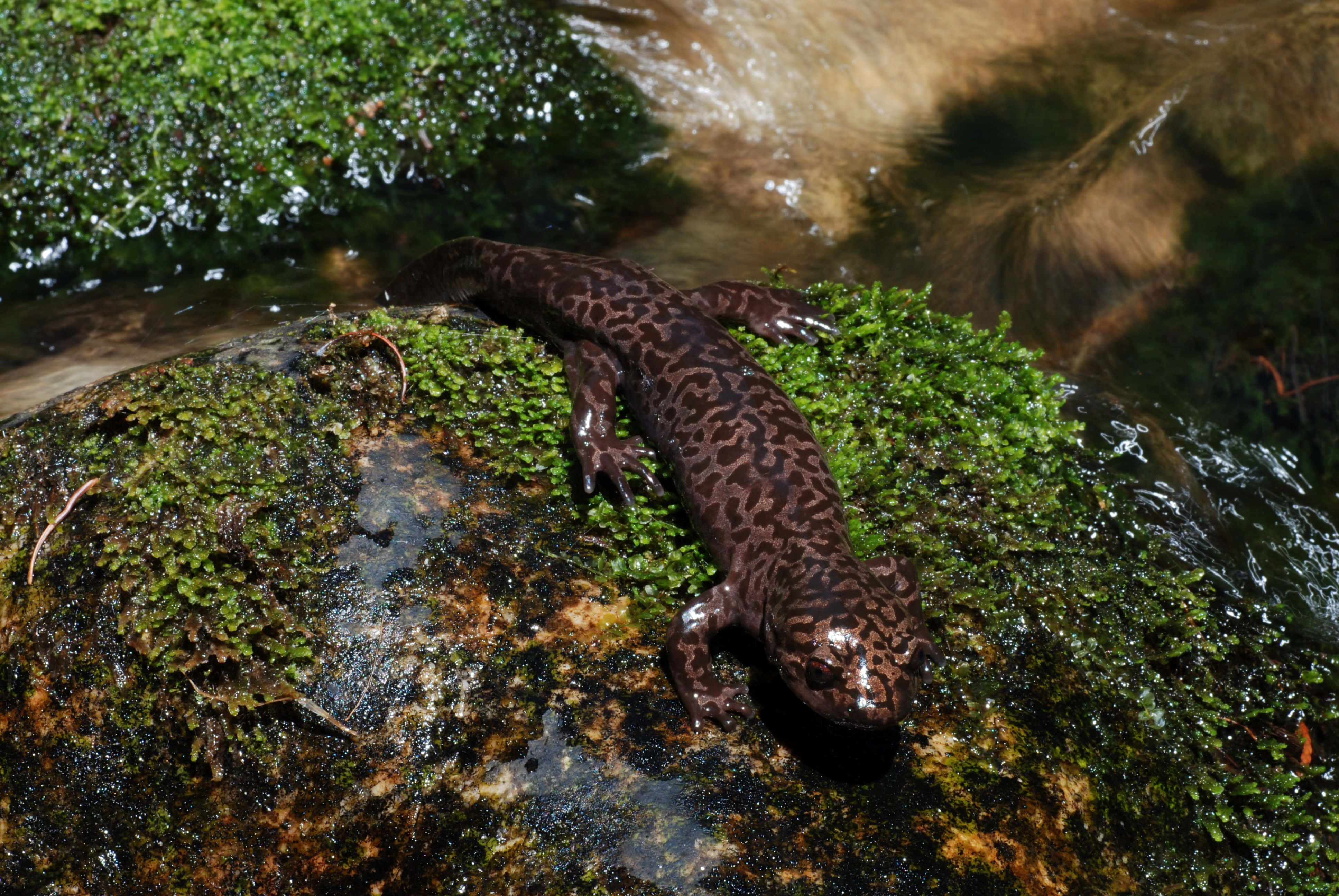 Giant Salamander, river rock, mossy rock, 4K Desktop Wallpaper