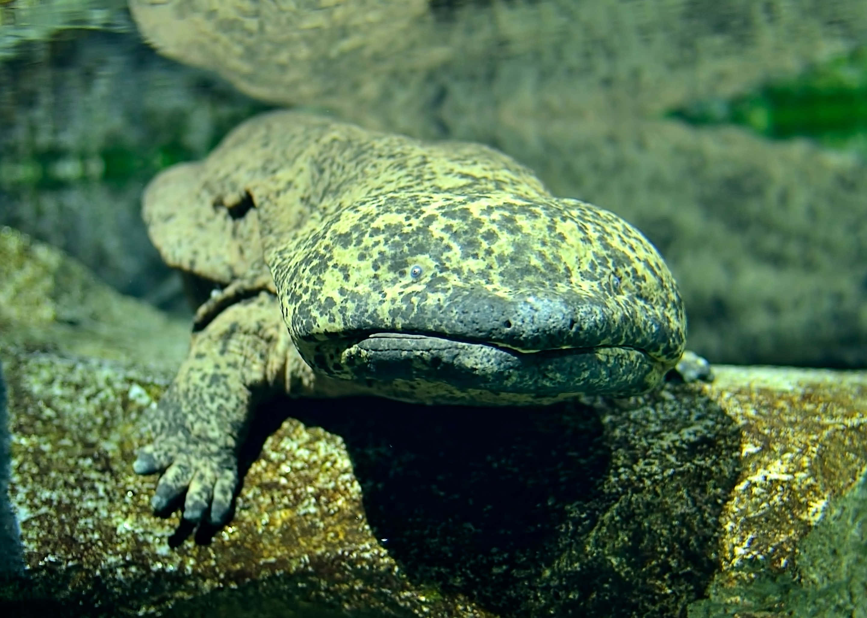 Giant Salamander, rock, underwater, 2K Desktop Wallpaper