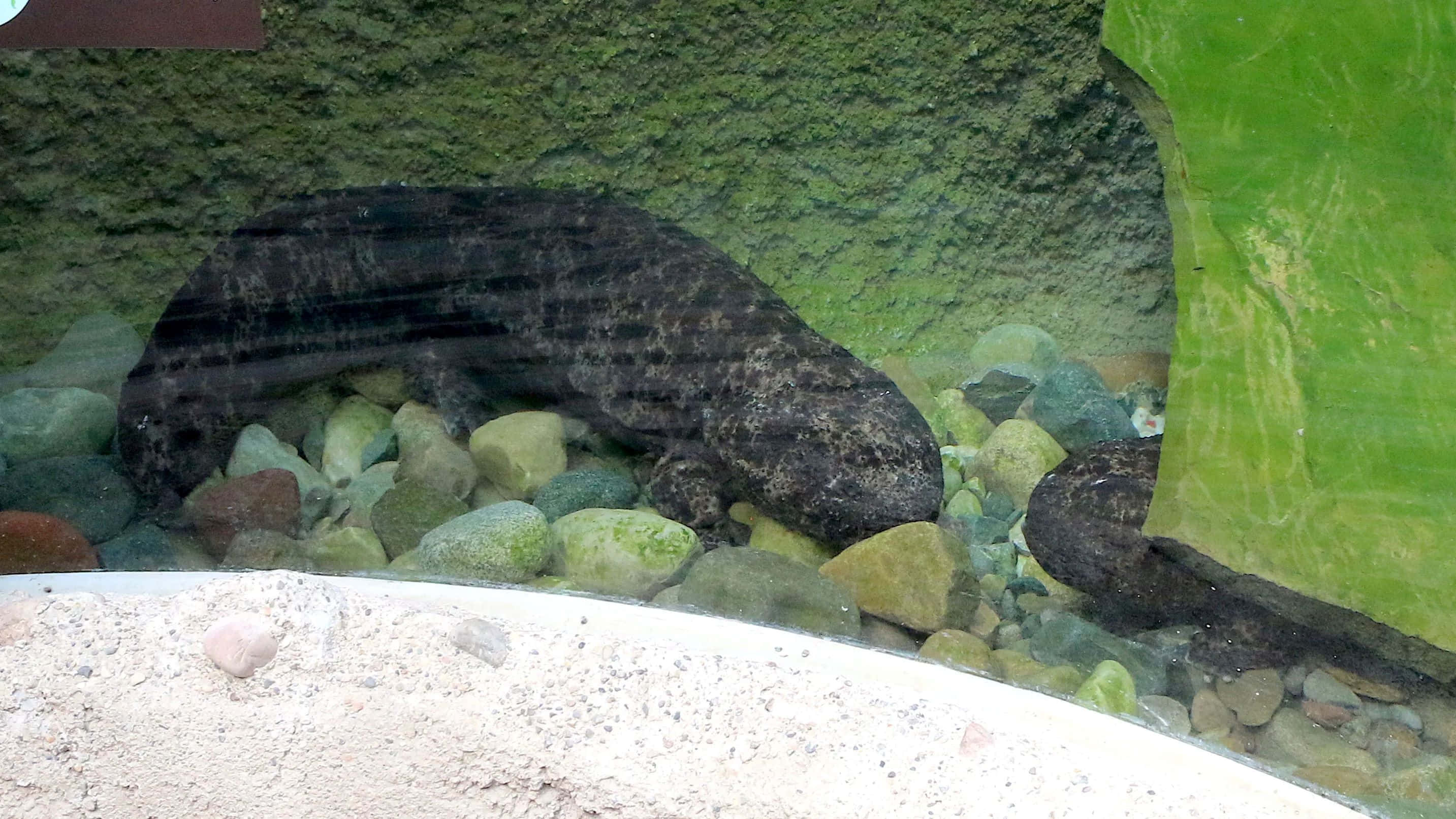 Giant Salamander, aquatic habitat, dark spotted axolotl, 2K Desktop Wallpaper